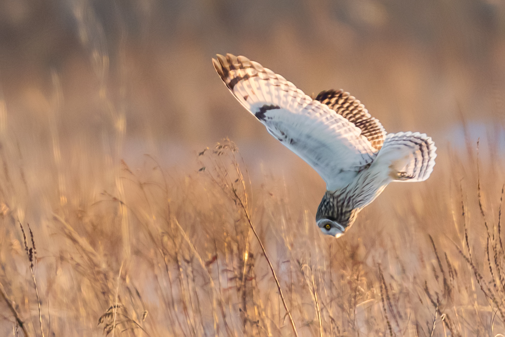Canon EOS 7D Mark II + Canon EF 300mm F2.8L IS II USM sample photo. Short eared owl diving photography