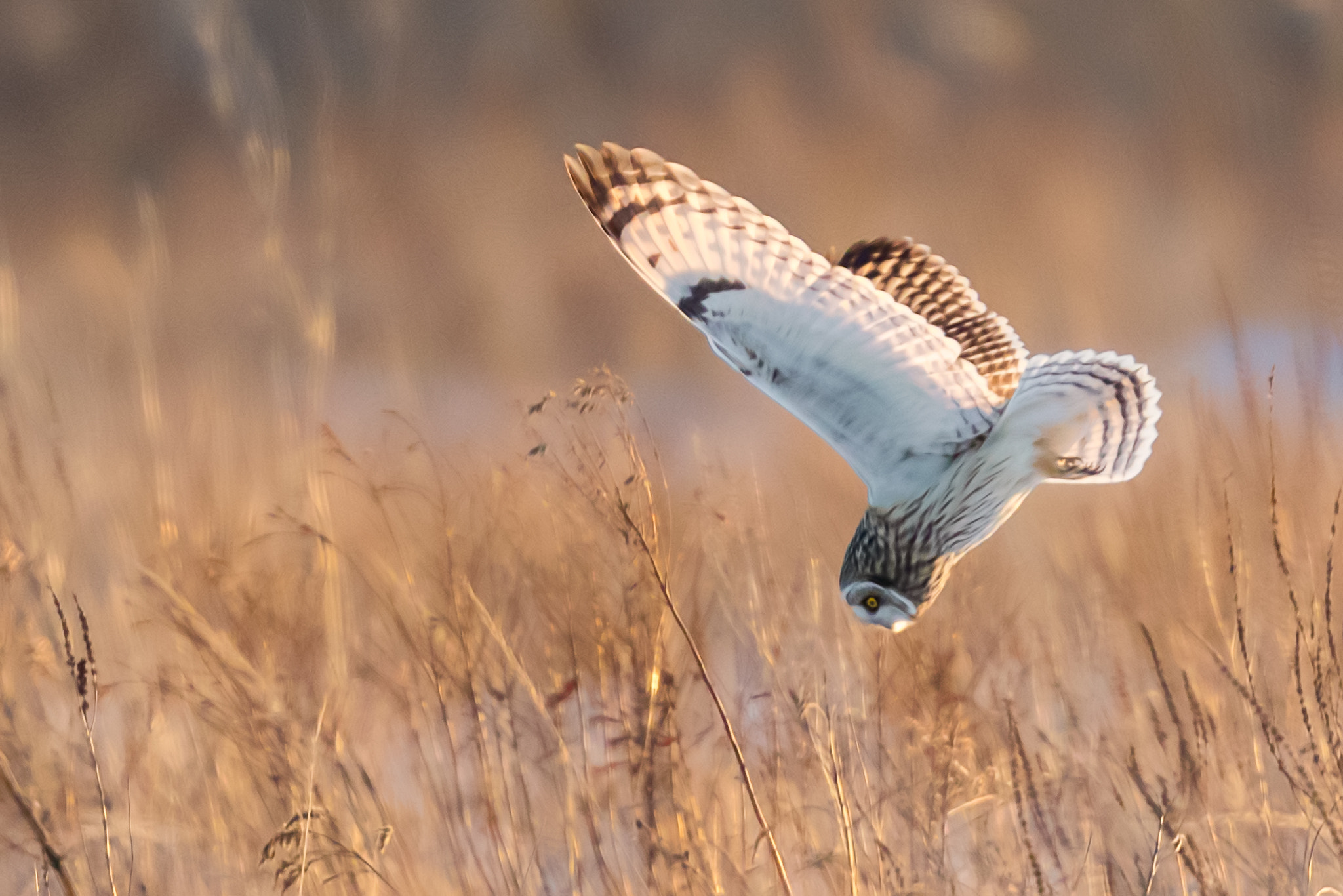 Canon EF 300mm F2.8L IS II USM sample photo. Short eared owl diving photography