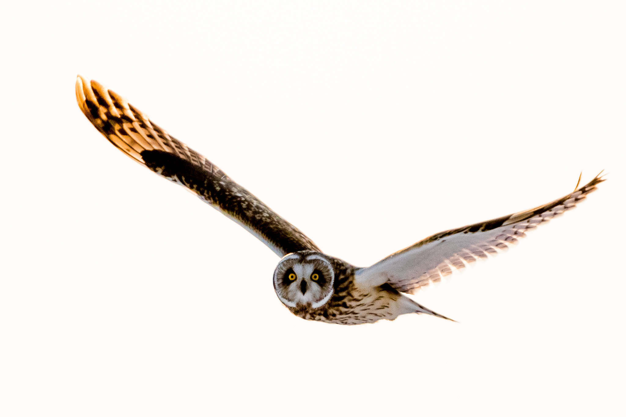 Canon EF 300mm F2.8L IS II USM sample photo. Short eared owl looking at me photography