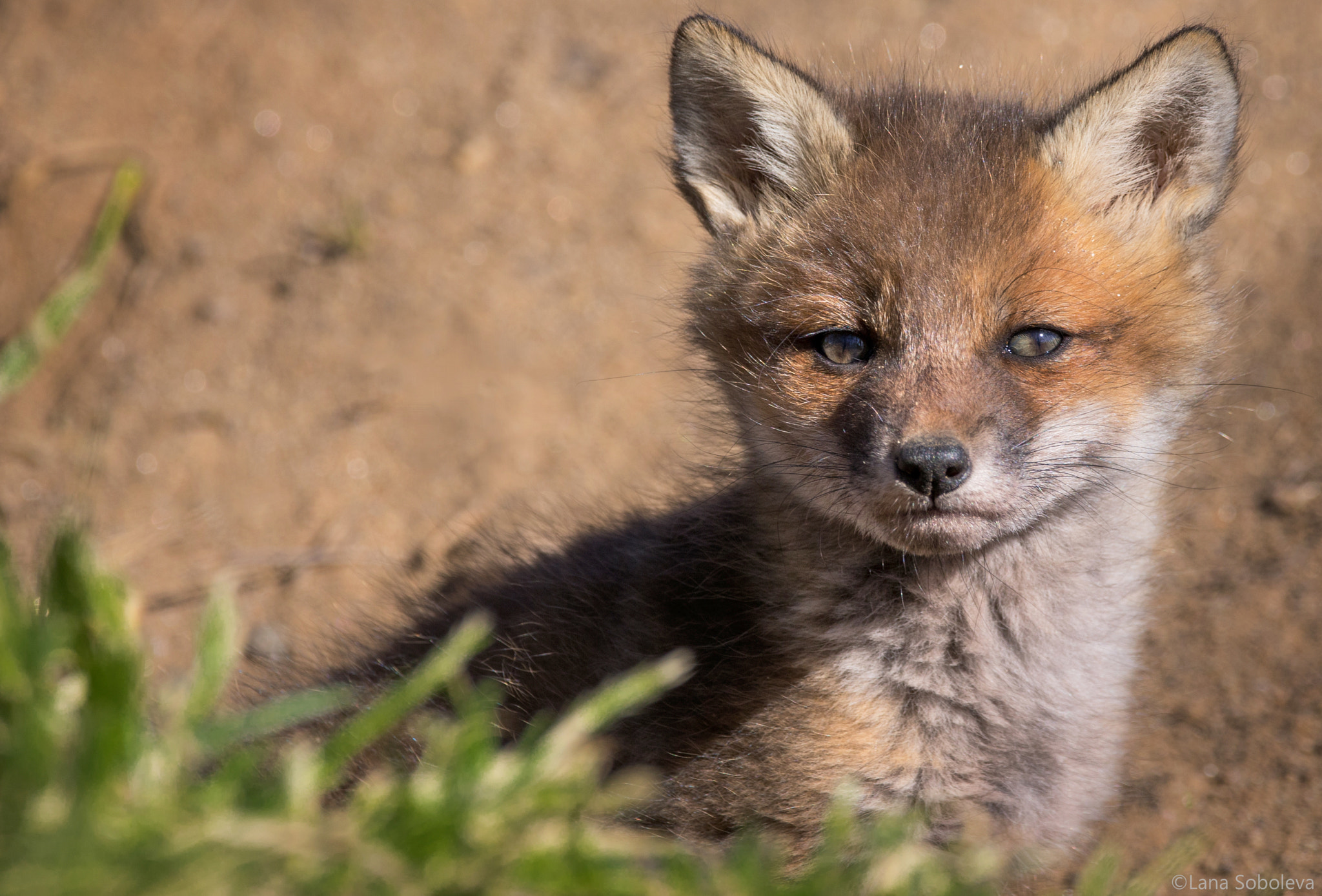 150-600mm F5-6.3 DG OS HSM | Contemporary 015 sample photo. Leery fox photography