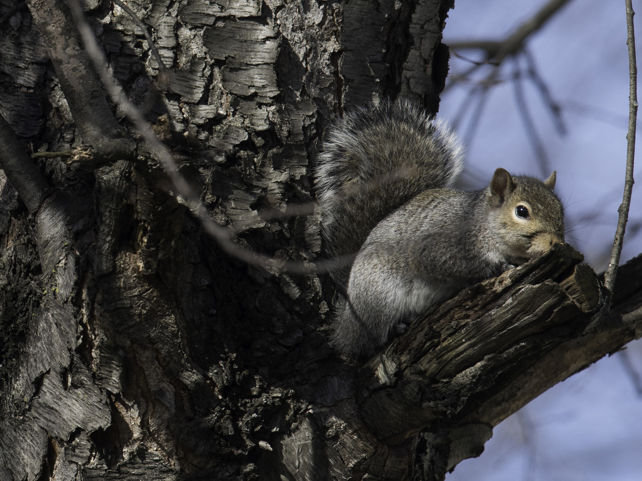 Nikon Nikkor AF-S 300mm F4E PF ED VR sample photo. Smells photography