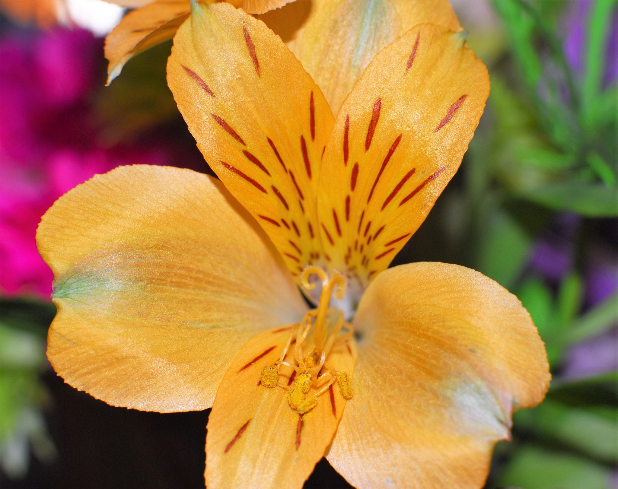 Nikon D200 + Manual Lens No CPU sample photo. Tiger lily photography