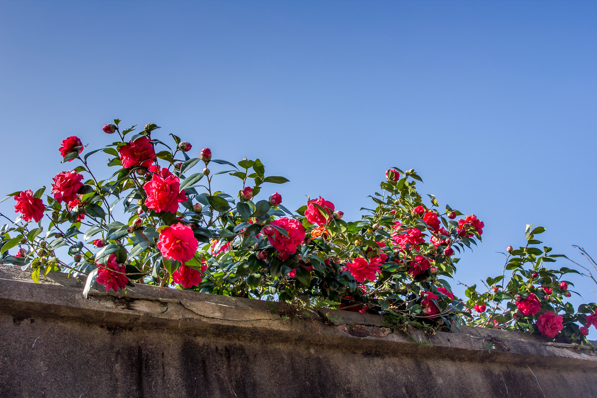 Canon EF 24-70mm F2.8L II USM sample photo. 只应红杏出墙来？茶花一样笑春风。 photography