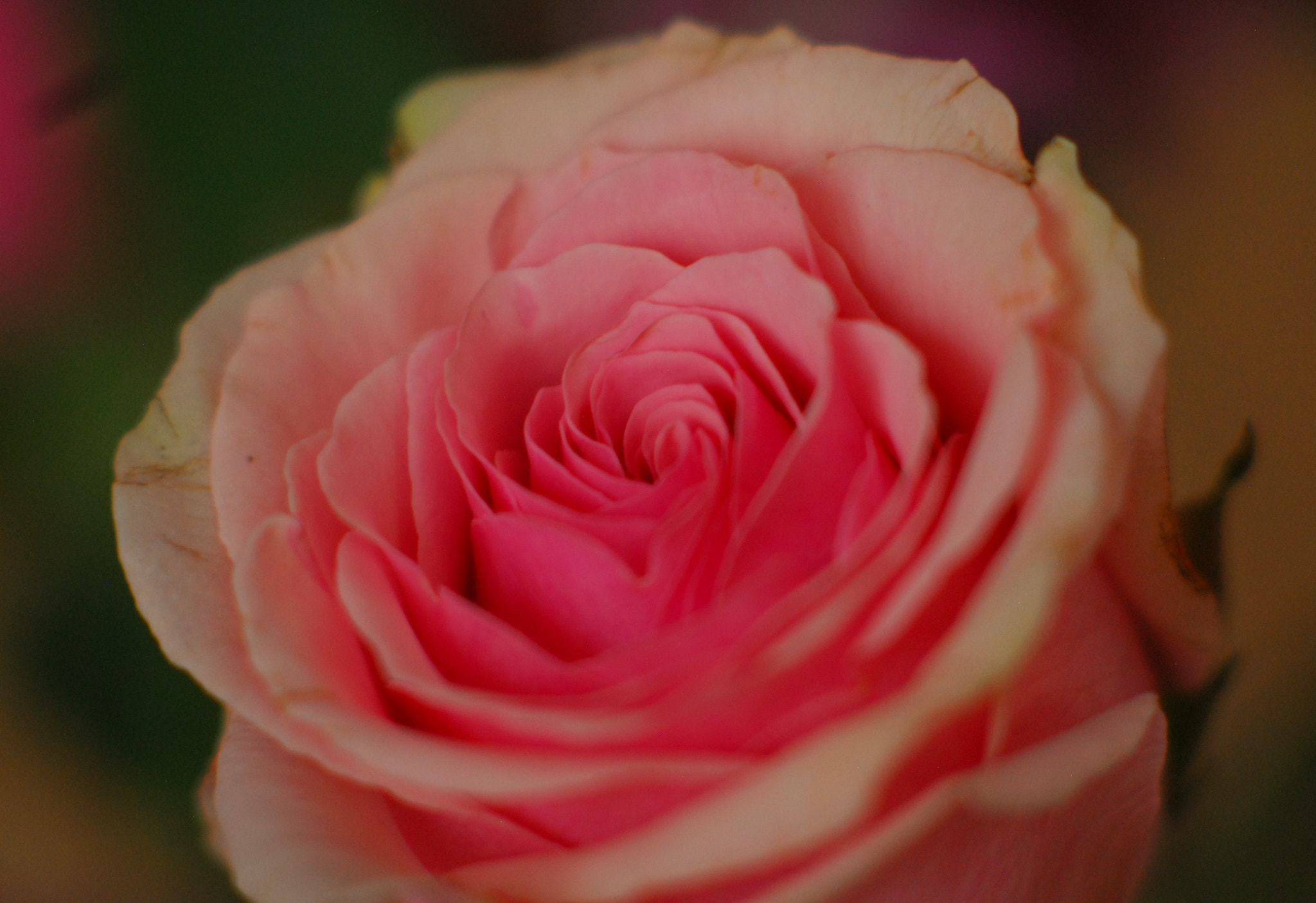 Nikon D200 + Manual Lens No CPU sample photo. Pink rose photography