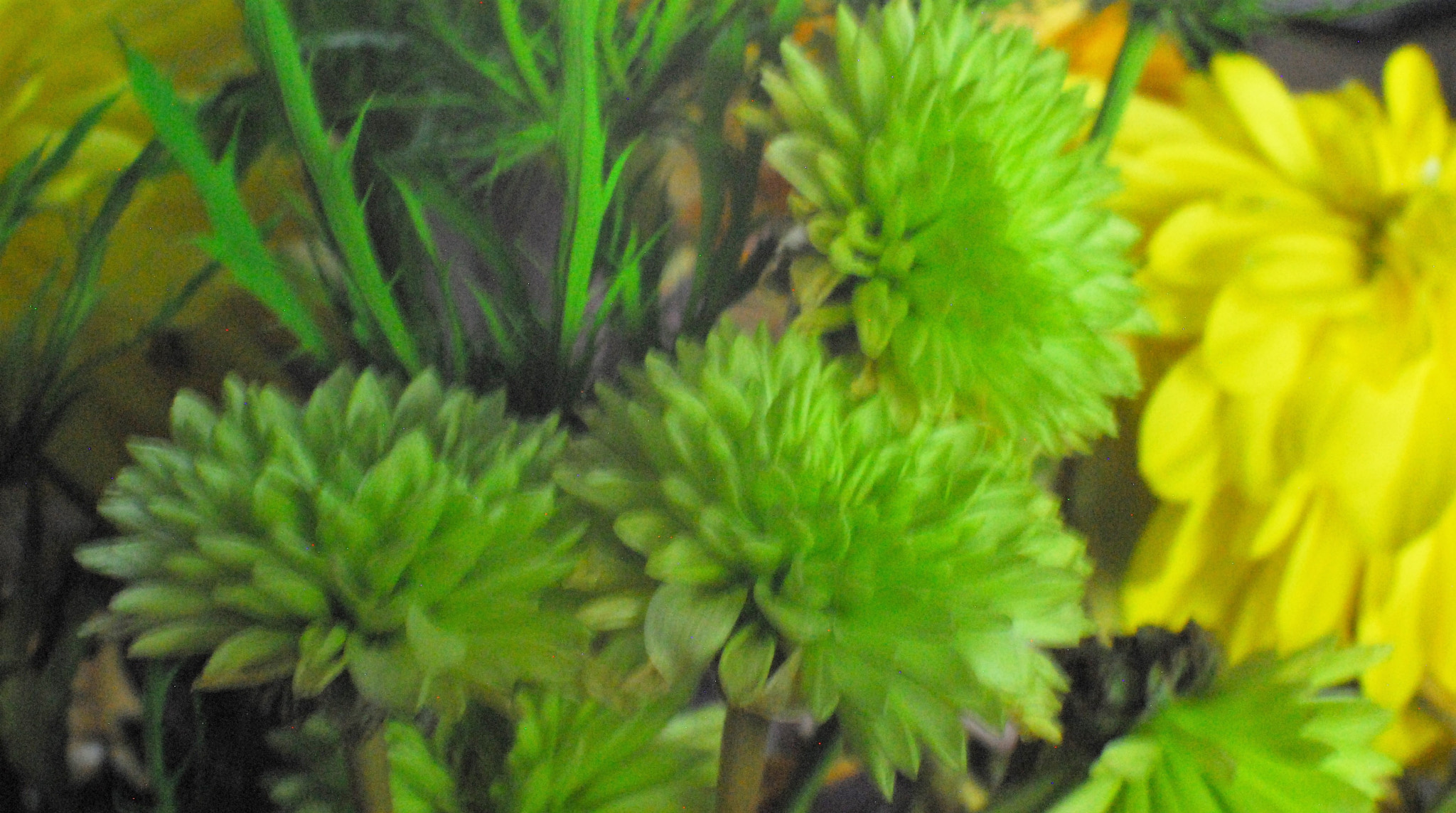 Nikon D200 + Manual Lens No CPU sample photo. Green and yellow flowers photography