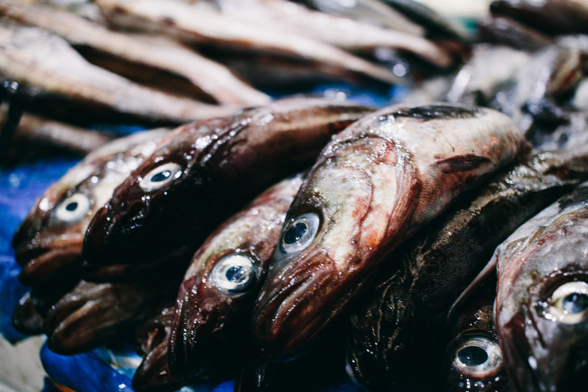 Canon EOS 760D (EOS Rebel T6s / EOS 8000D) sample photo. Mulgogi dead eyes photography