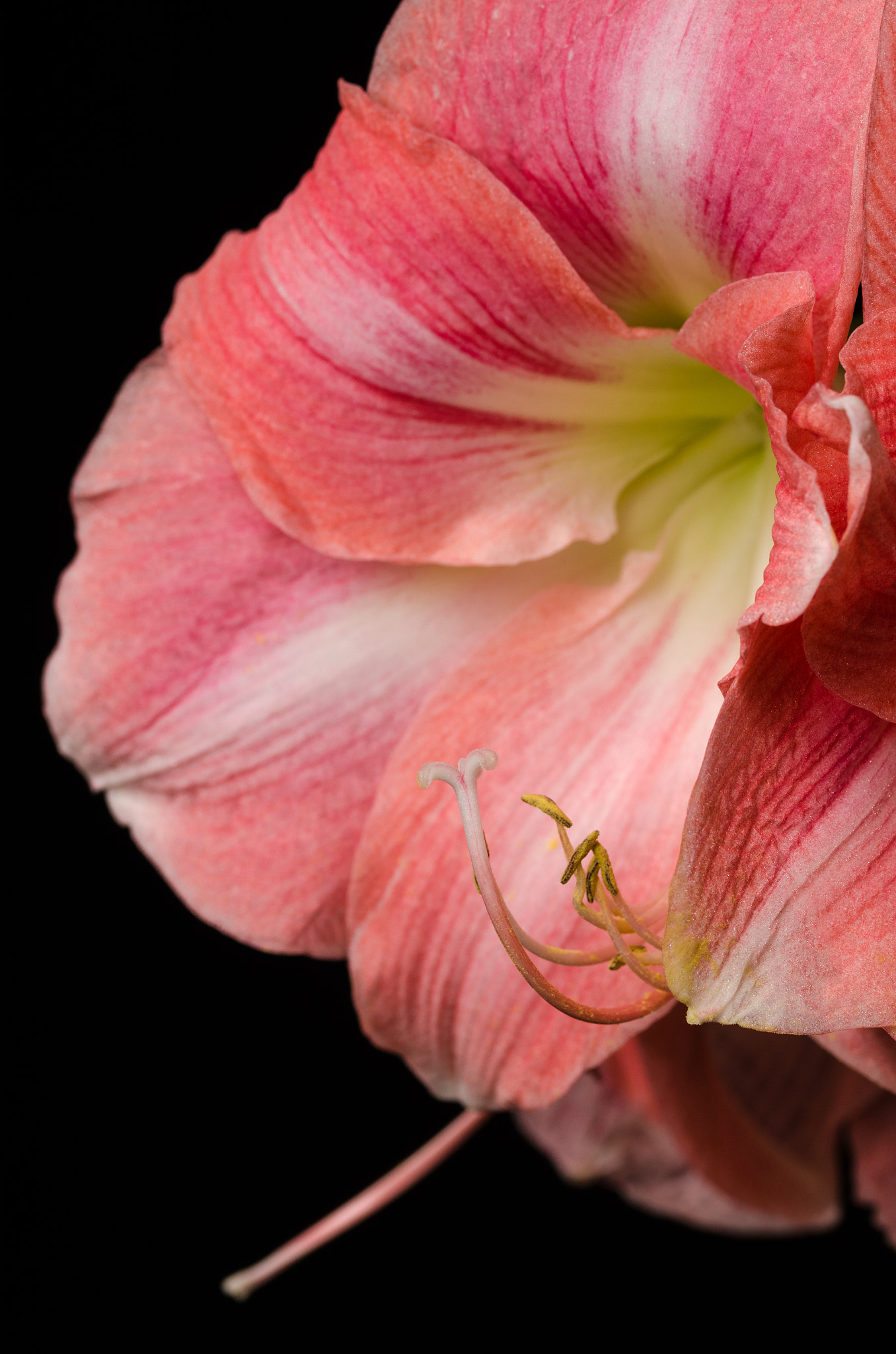 Sigma 105mm F2.8 EX DG OS HSM sample photo. Amaryllis 2 photography