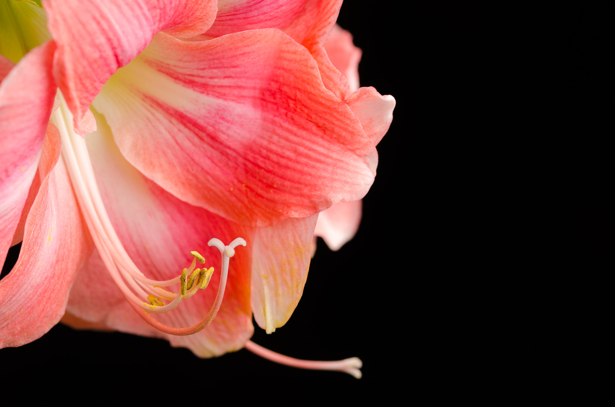 Sigma 105mm F2.8 EX DG OS HSM sample photo. Amaryllis 1 photography