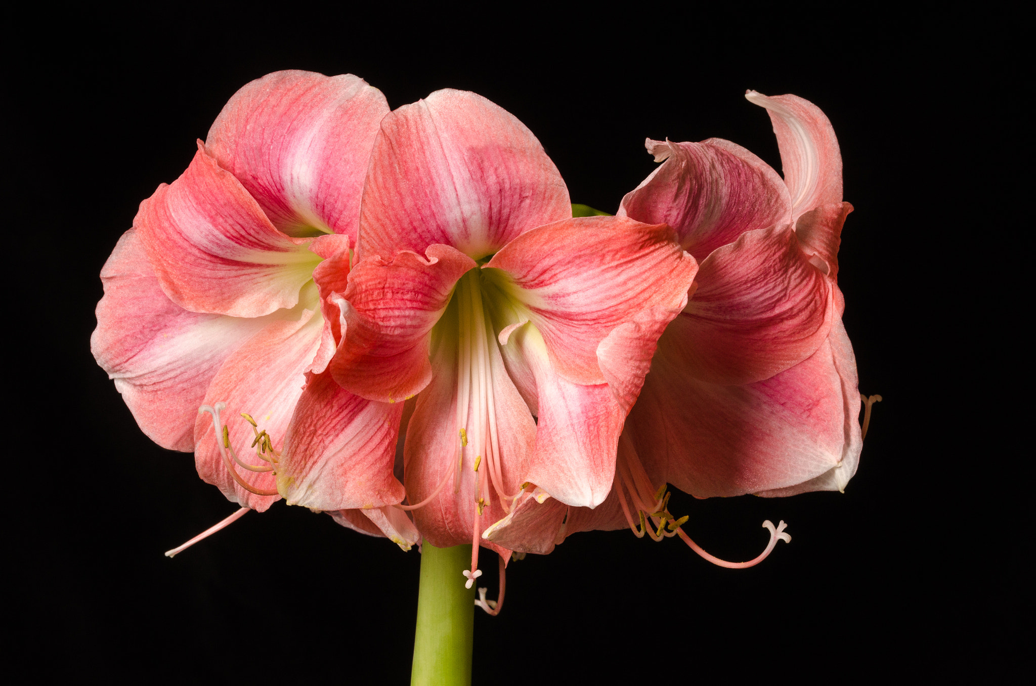 Sigma 105mm F2.8 EX DG OS HSM sample photo. Amaryllis 3 photography
