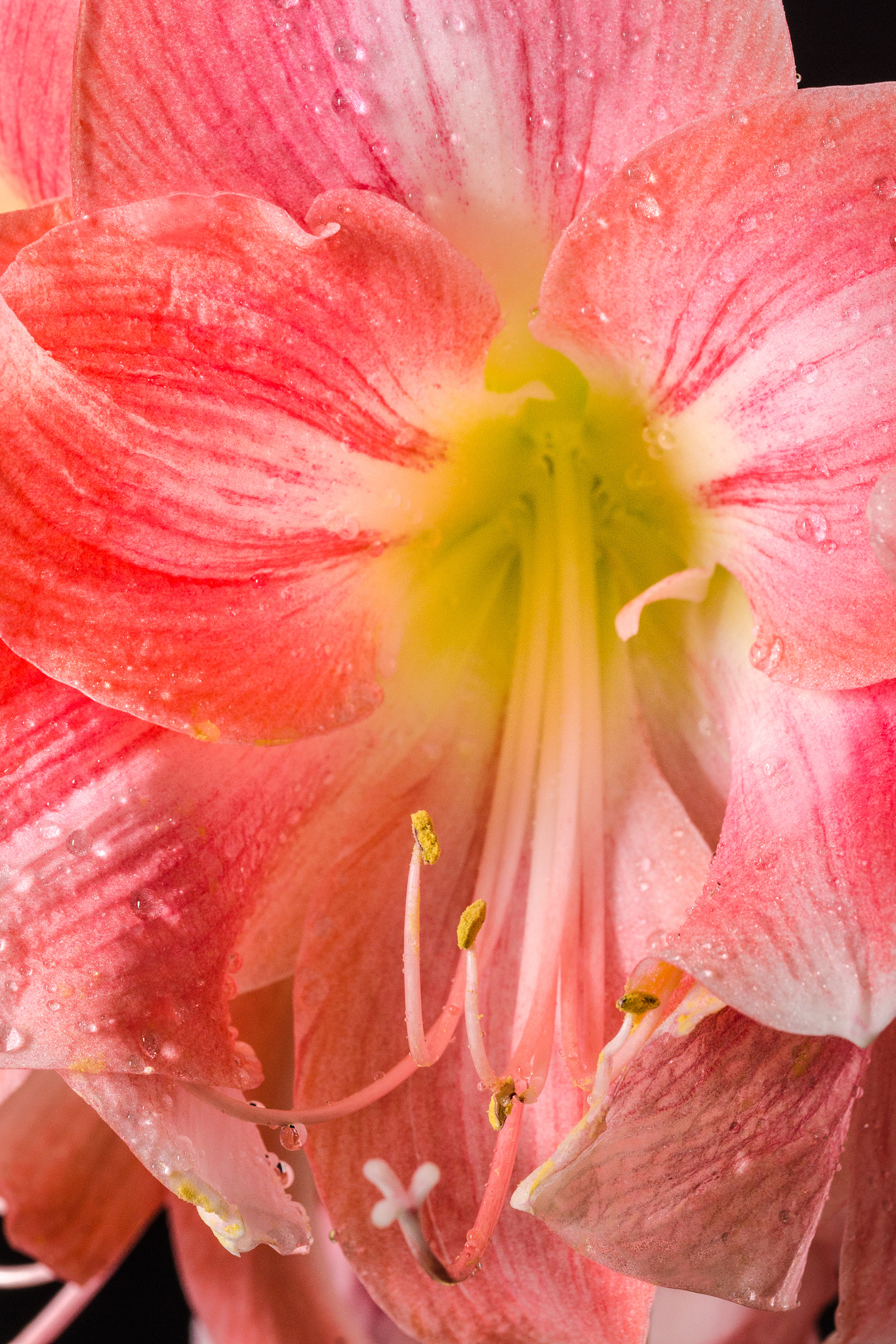 Sigma 105mm F2.8 EX DG OS HSM sample photo. Amaryllis 4 photography