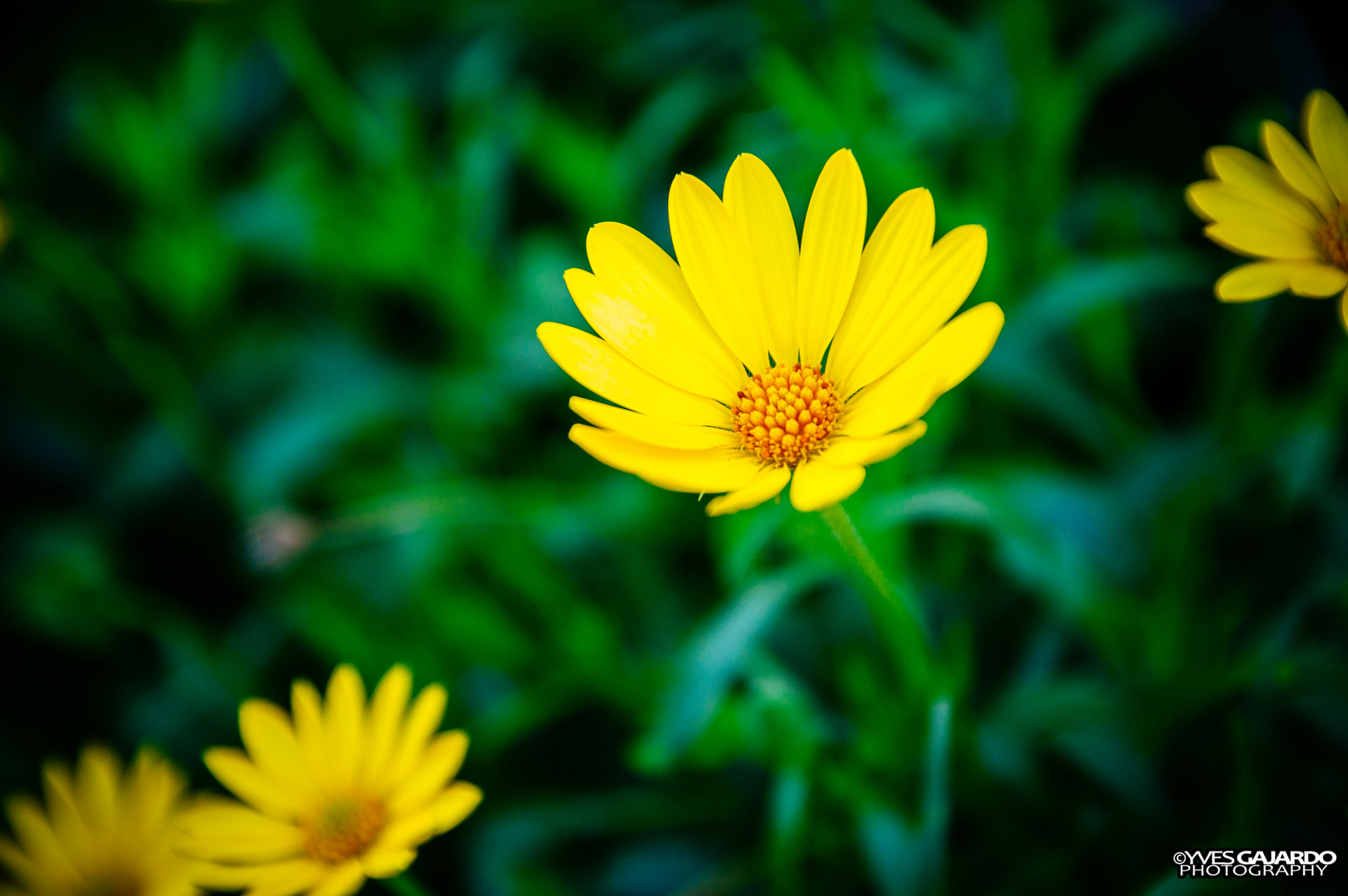 Pentax K-3 II sample photo. Yellow daisy. photography