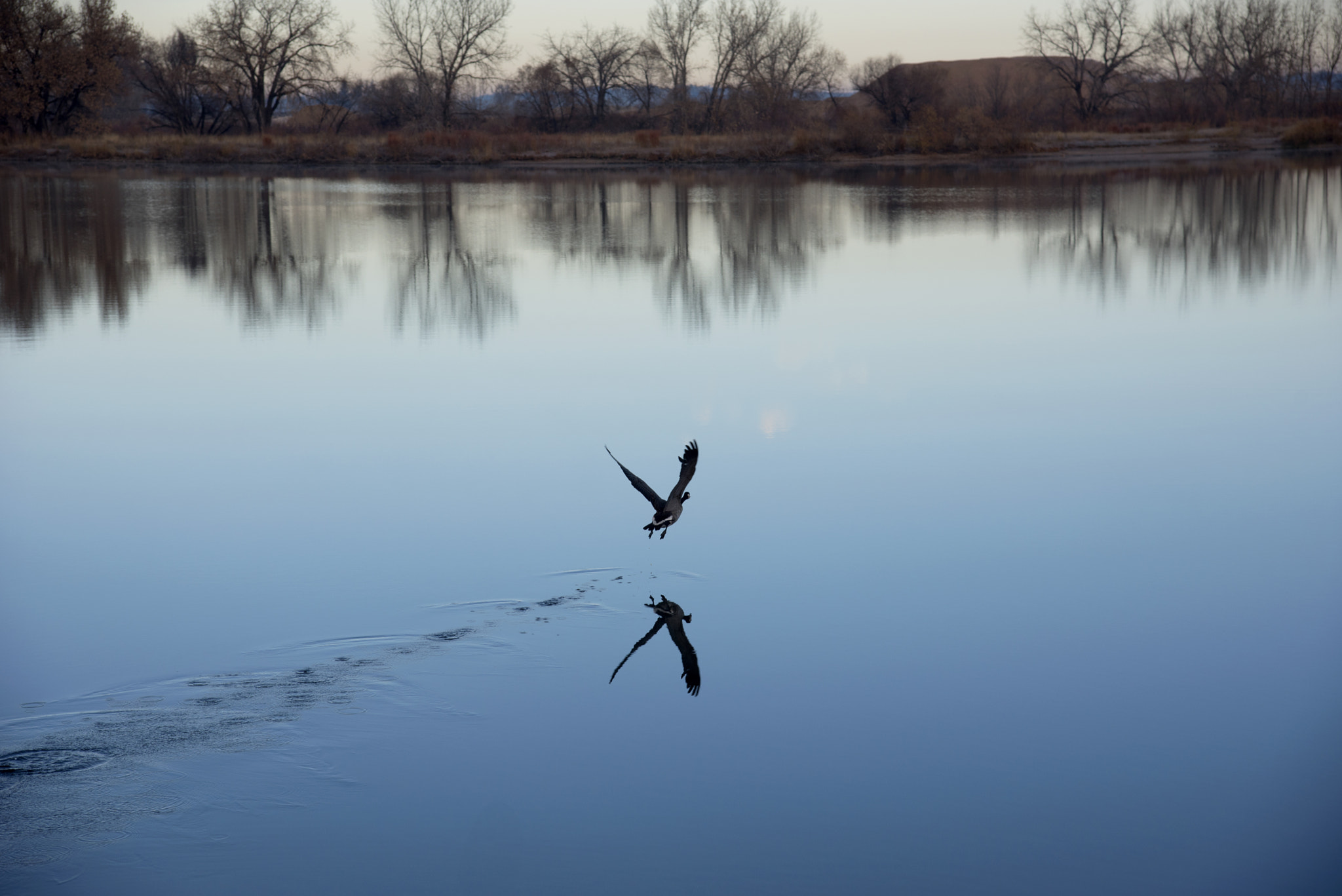 AF Zoom-Nikkor 28-105mm f/3.5-4.5D IF sample photo. Silly goose photography