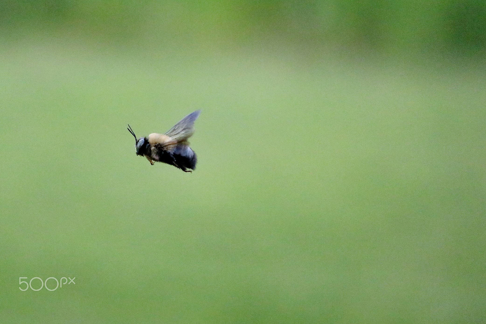 Canon EF-S 60mm F2.8 Macro USM sample photo. Bumblebee photography