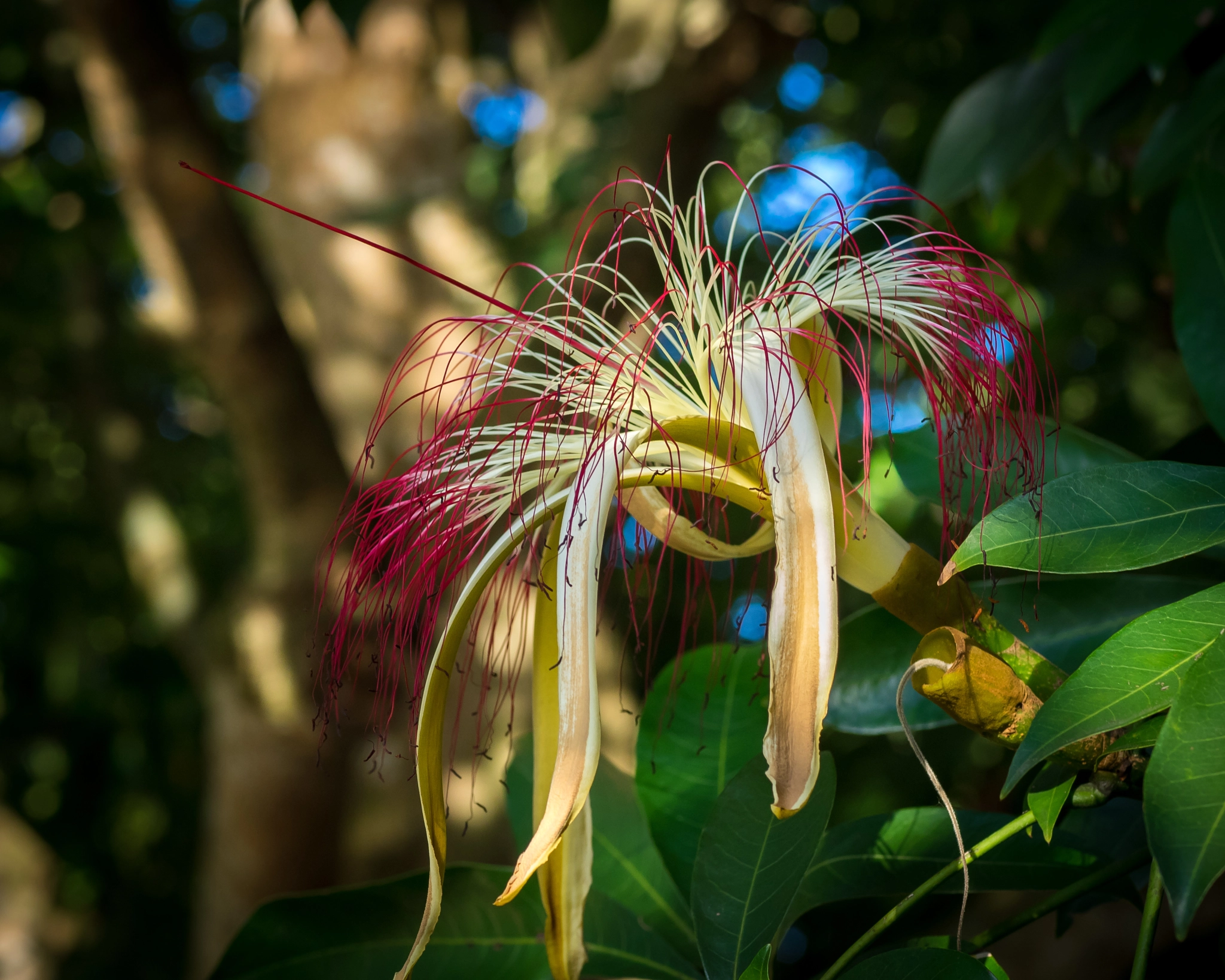 Olympus OM-D E-M1 + OLYMPUS 50mm Lens sample photo. Guiana chestnut (pachira aquatica) photography