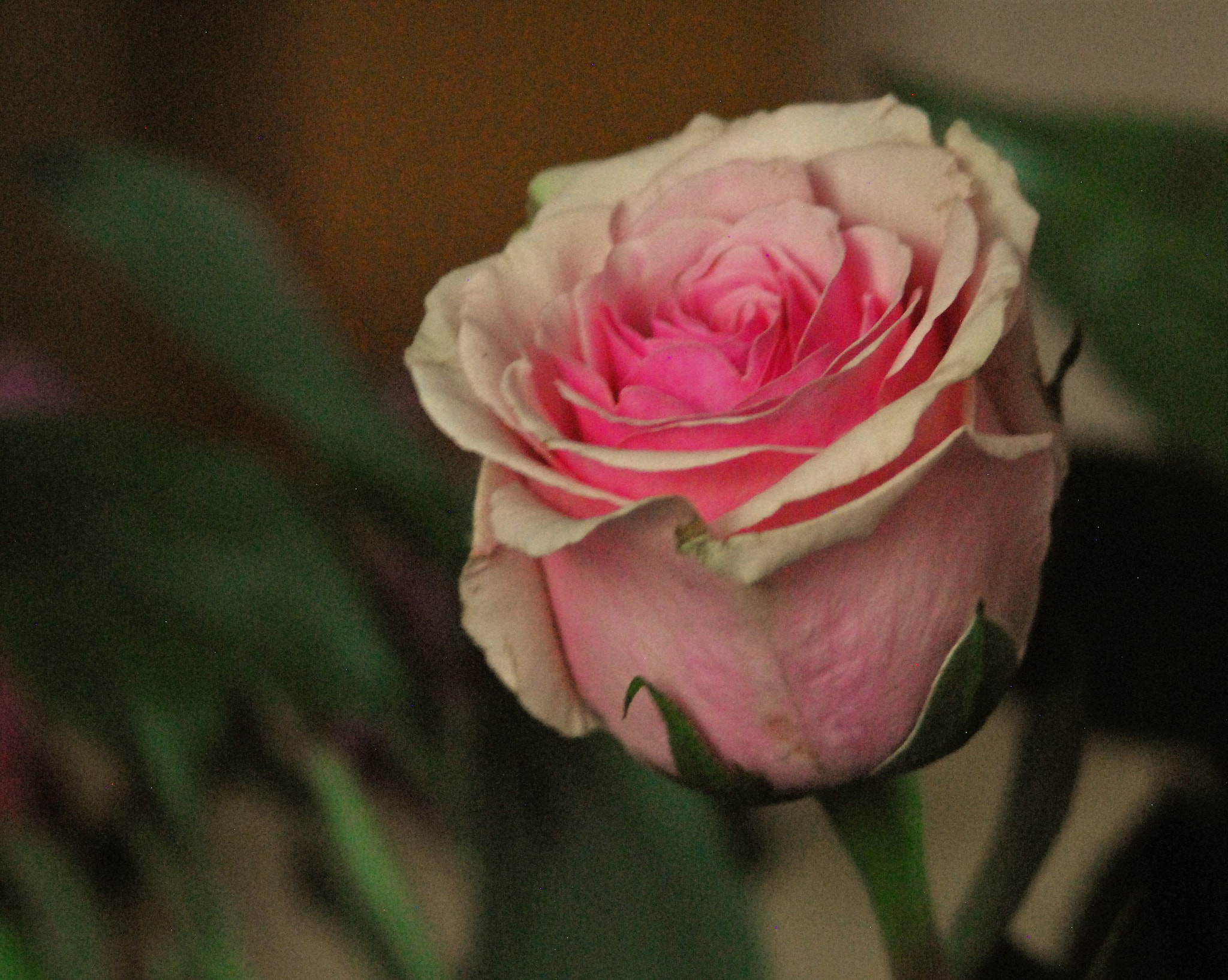 Nikon D200 + Manual Lens No CPU sample photo. Pink rose 2 photography