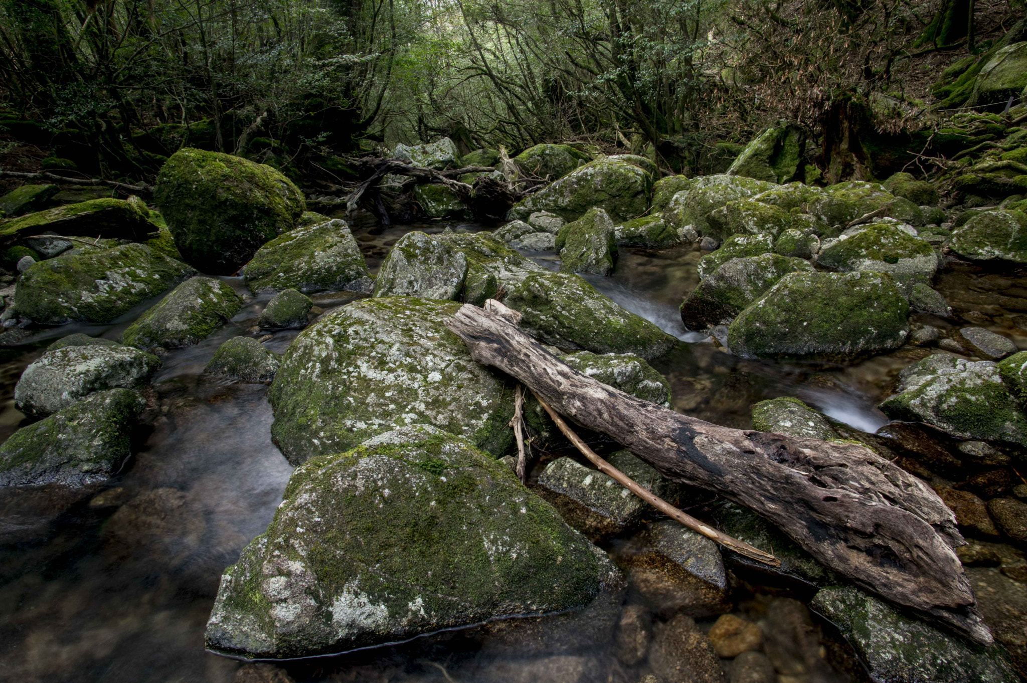 Pentax K-3 + Pentax smc DA 14mm F2.8 ED (IF) sample photo. Green forest photography