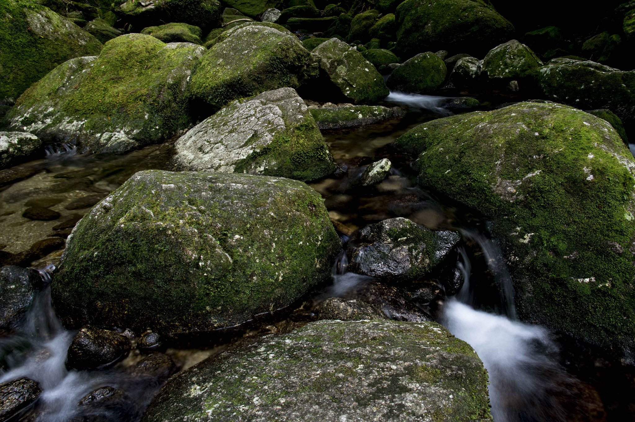 Pentax smc DA 14mm F2.8 ED (IF) sample photo. Green forest photography