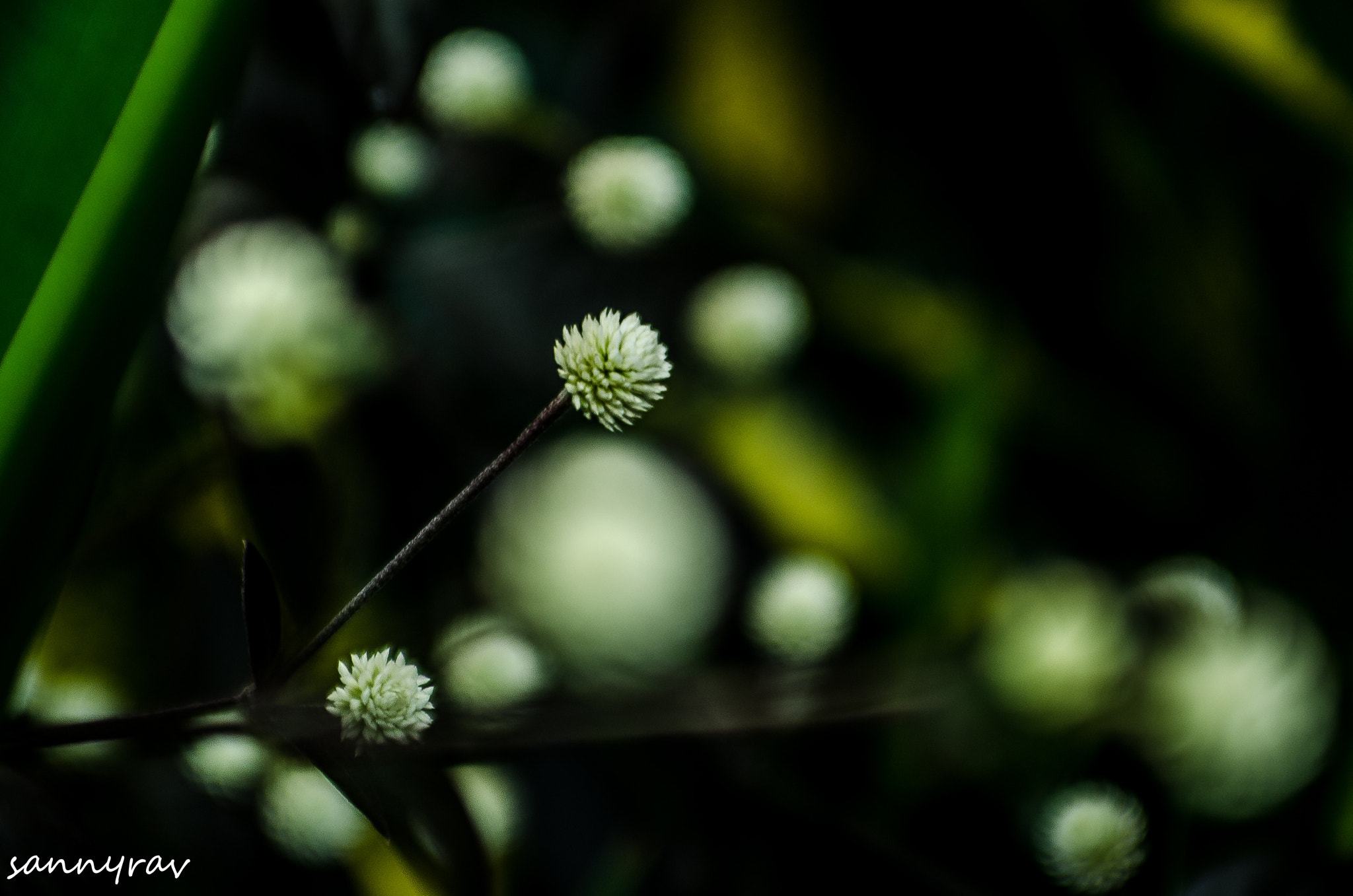 AF Zoom-Nikkor 35-70mm f/2.8D sample photo. White flowers photography