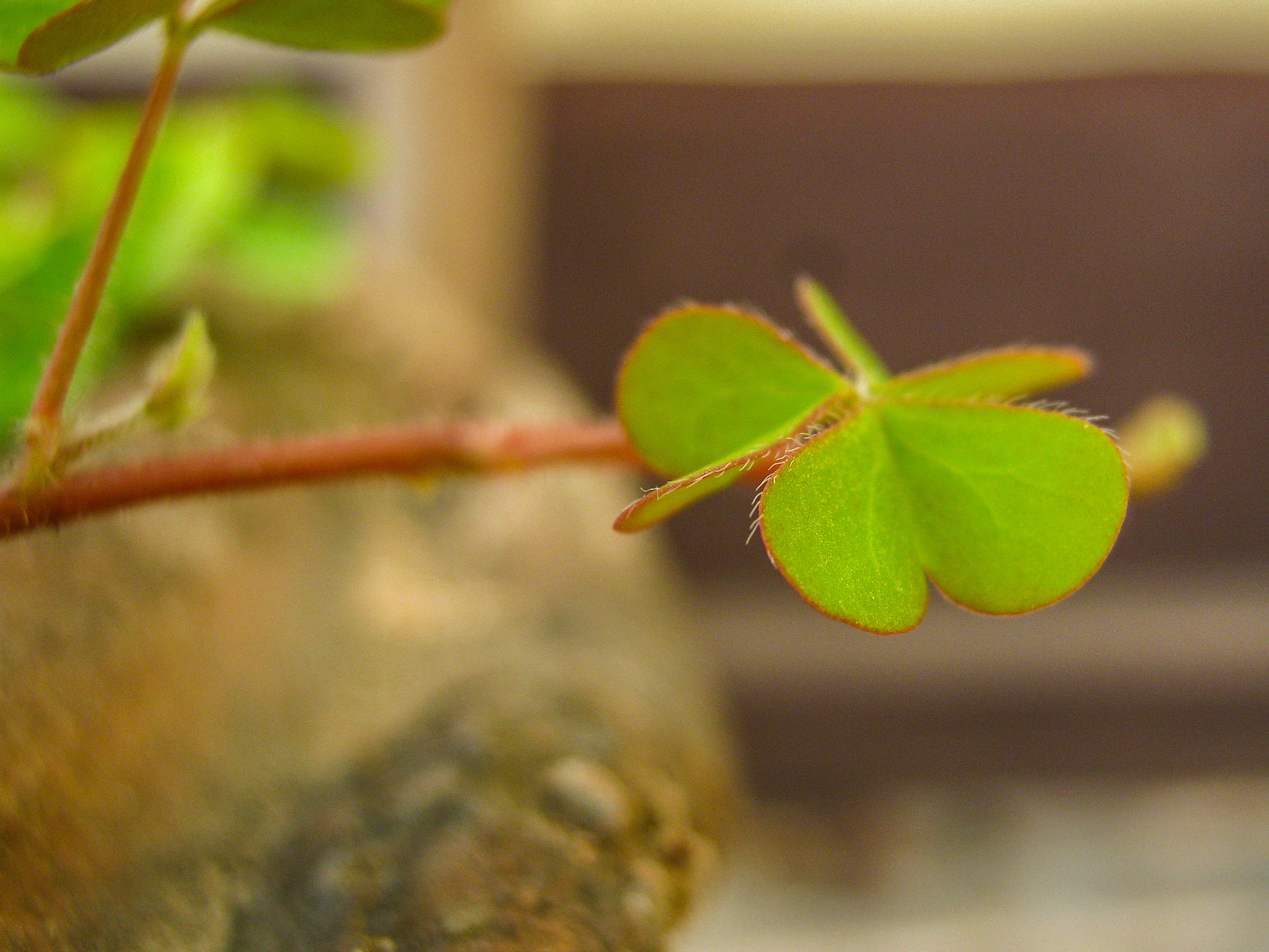 Canon PowerShot A495 sample photo. Leaf photography