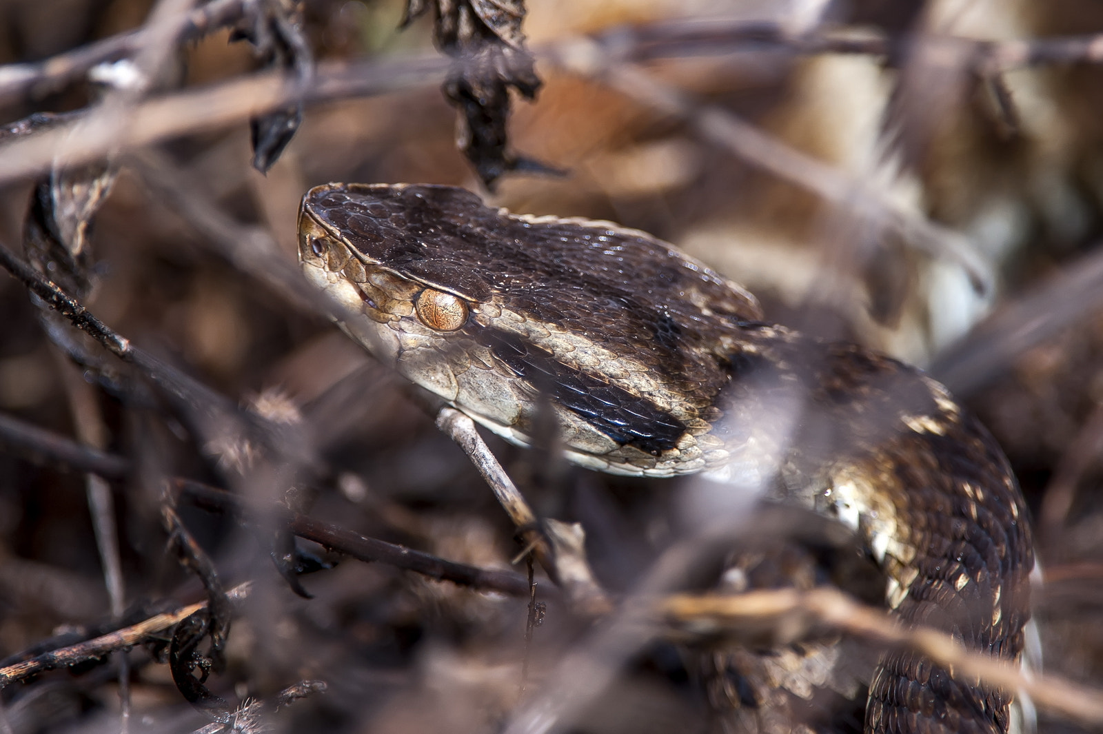 Nikon D700 sample photo. Angry face pit viper photography