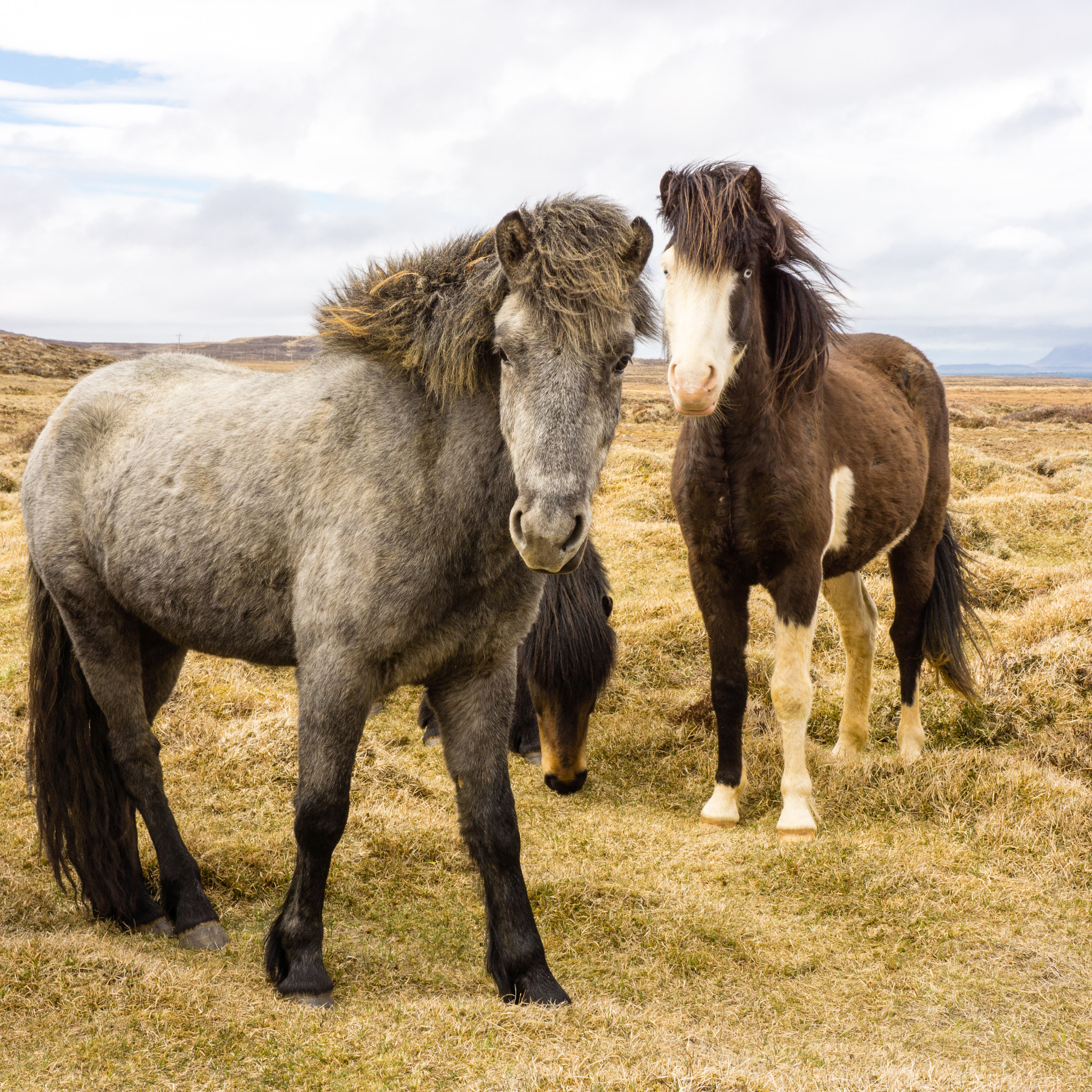 Sony Alpha NEX-7 + Sony E 18-55mm F3.5-5.6 OSS sample photo. Icelandic horses photography