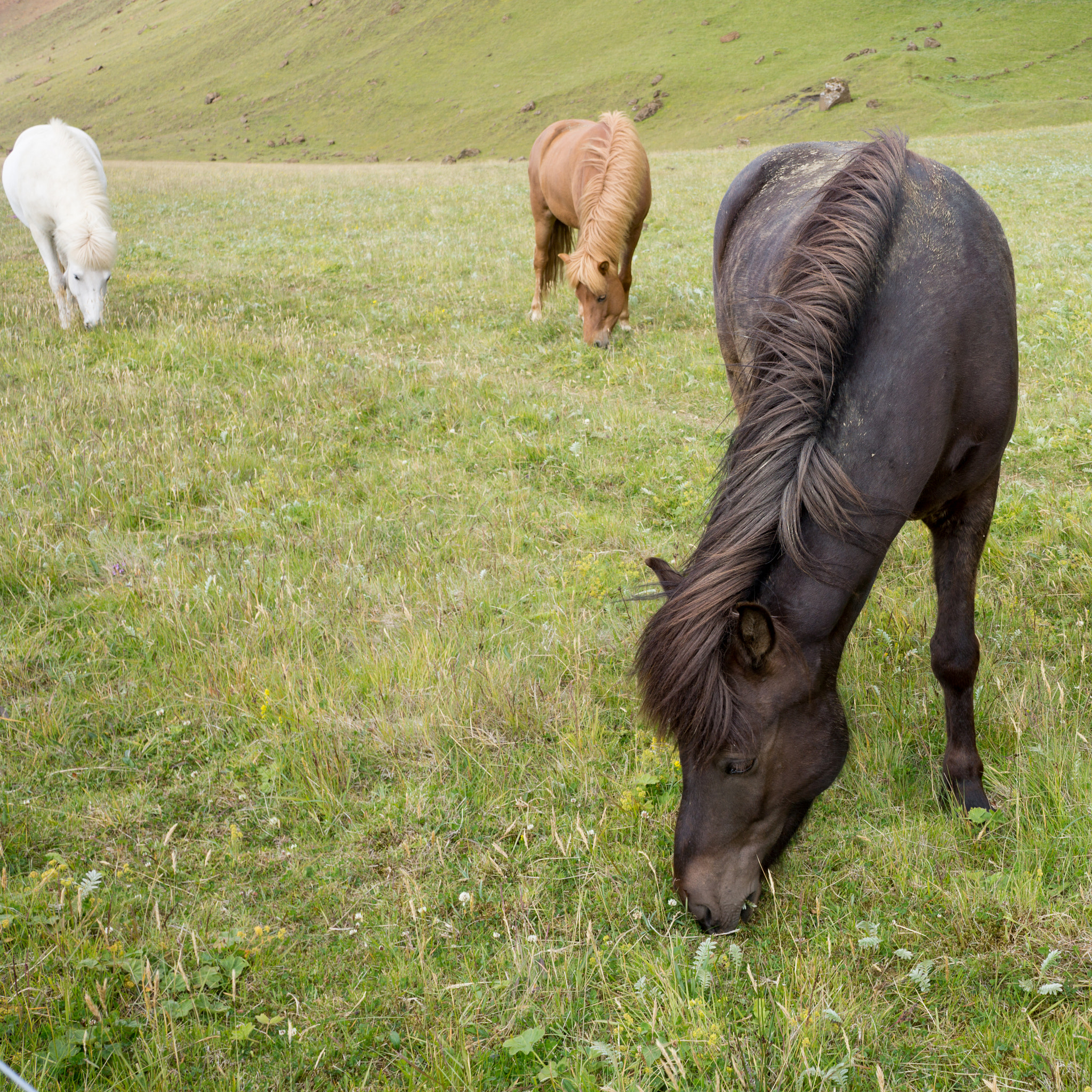 Sony Alpha NEX-7 + Sony E 18-55mm F3.5-5.6 OSS sample photo. Icelandic horses - 2 photography