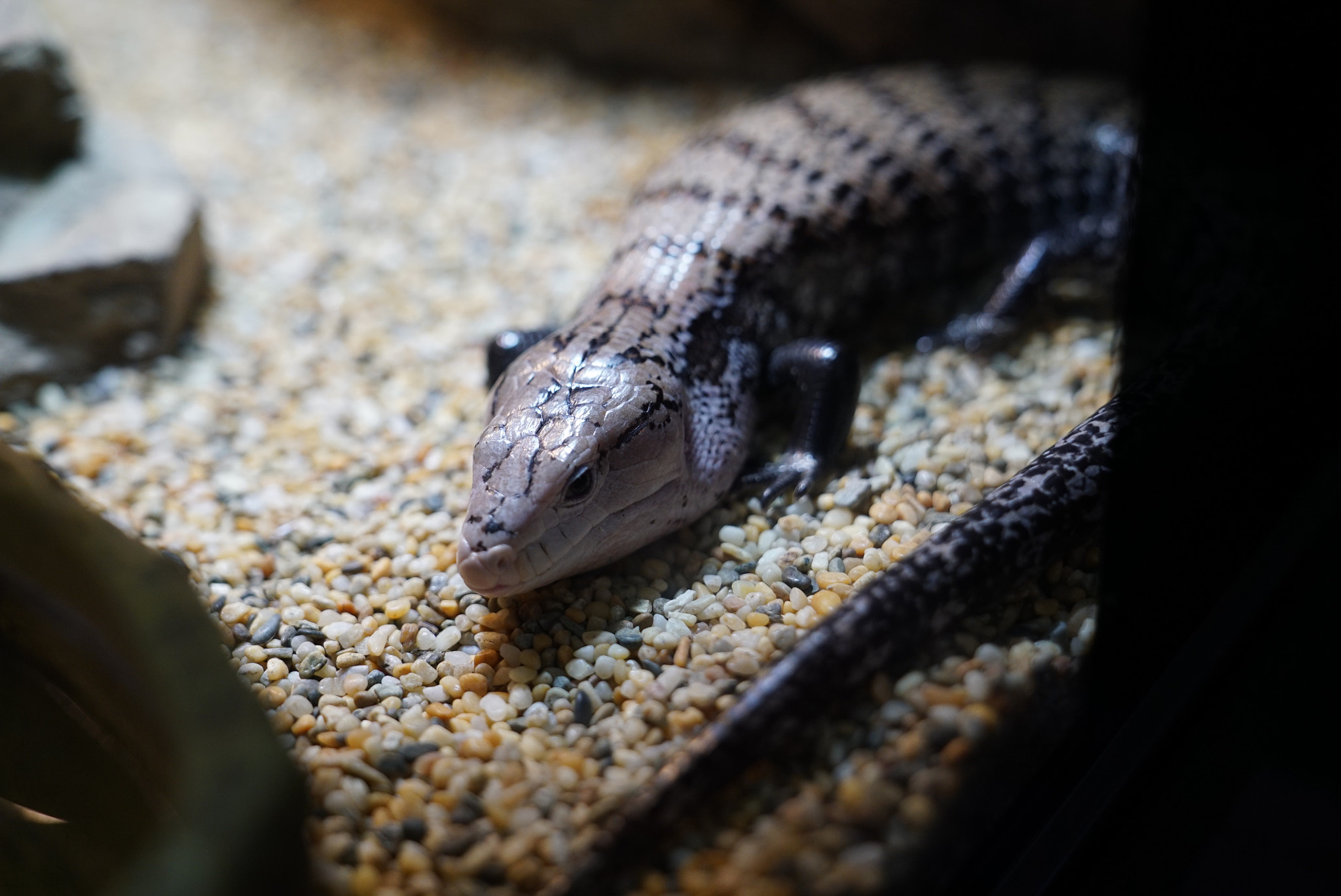 Sony a7S II + Sony FE 24-70mm F2.8 GM sample photo. Pebble baking photography