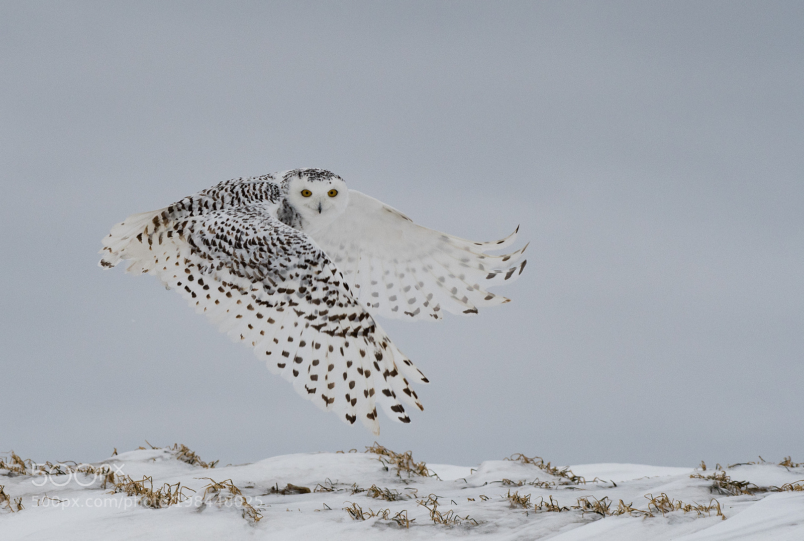 Nikon D500 sample photo. Snowy take off! 2 photography