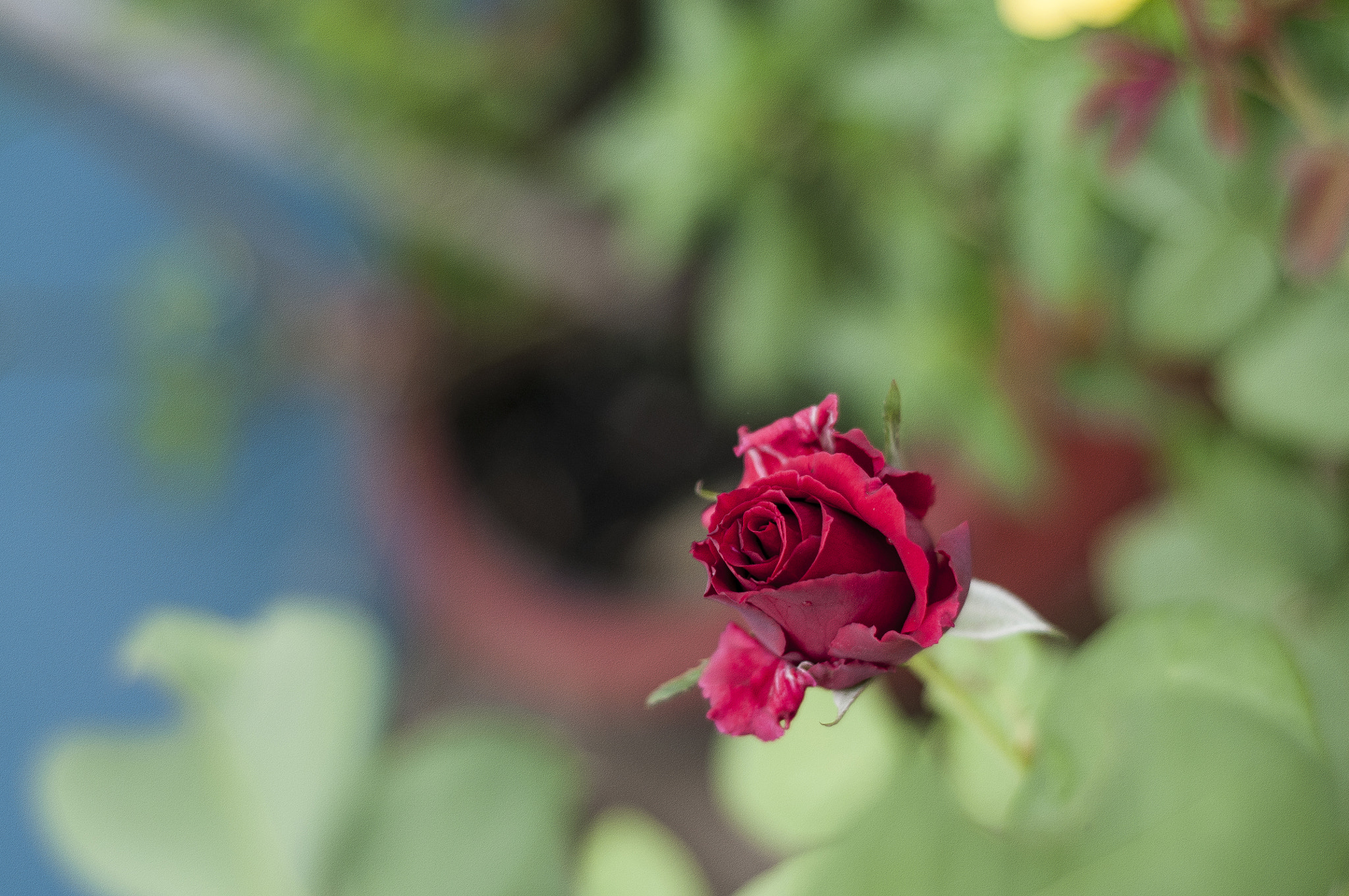 Nikon D300S + Nikon AF Nikkor 50mm F1.8D sample photo. Hoa hồng photography