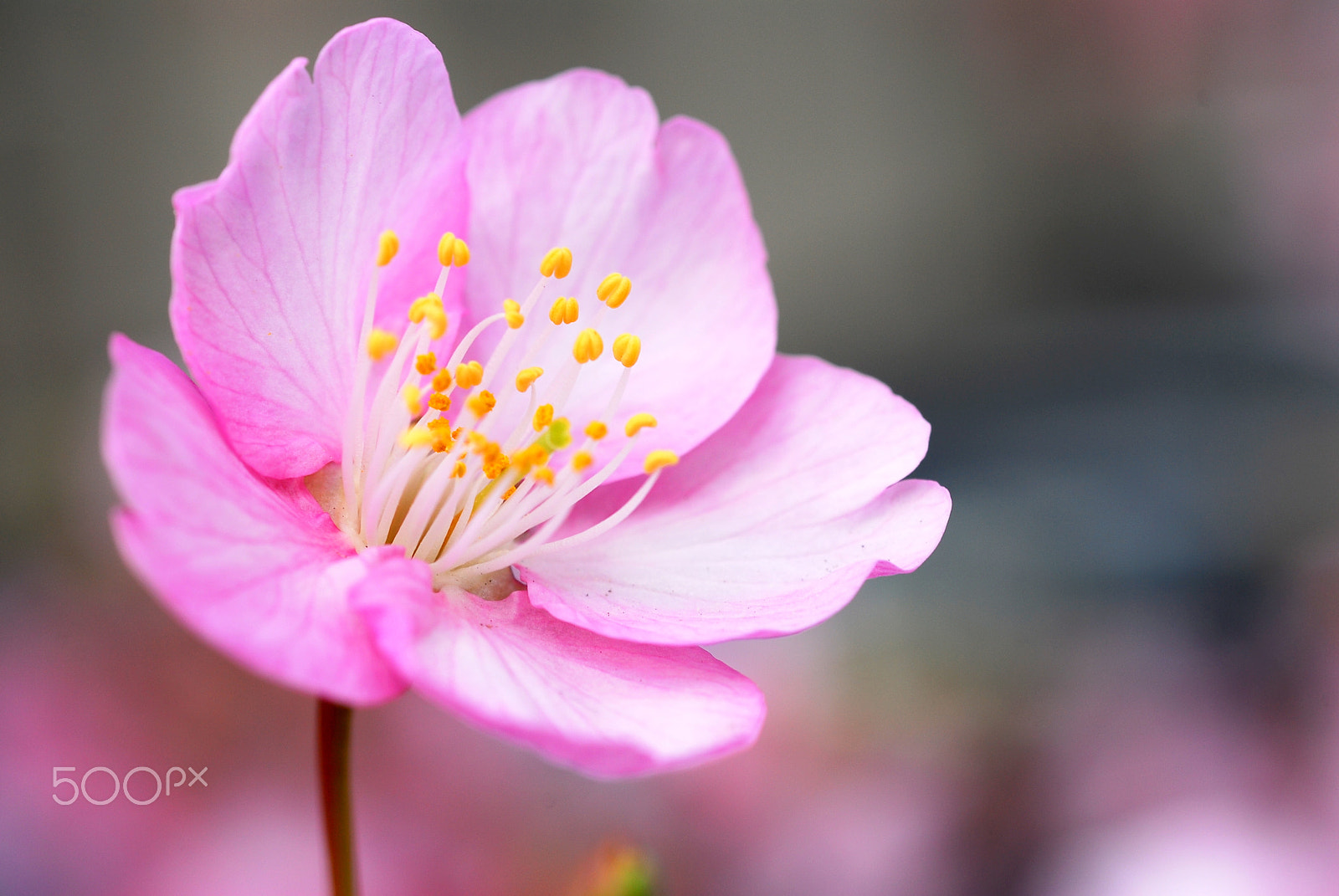 Nikon D200 sample photo. Kawazu cherry blossoms photography