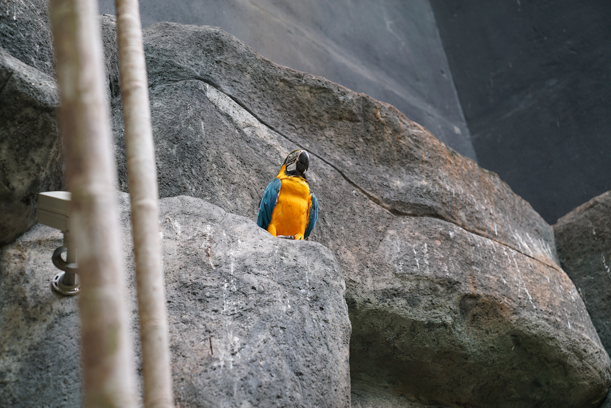 Sony a7S II + Sony FE 24-70mm F2.8 GM sample photo. Repeat after me photography