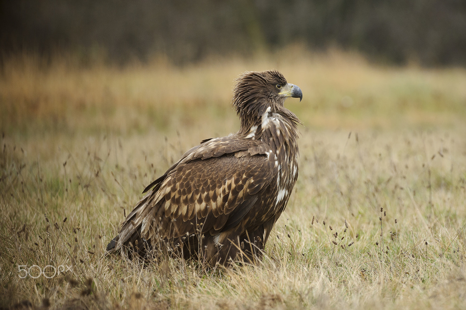 Nikon AF-S Nikkor 300mm F2.8G ED VR II sample photo. Eagle photography