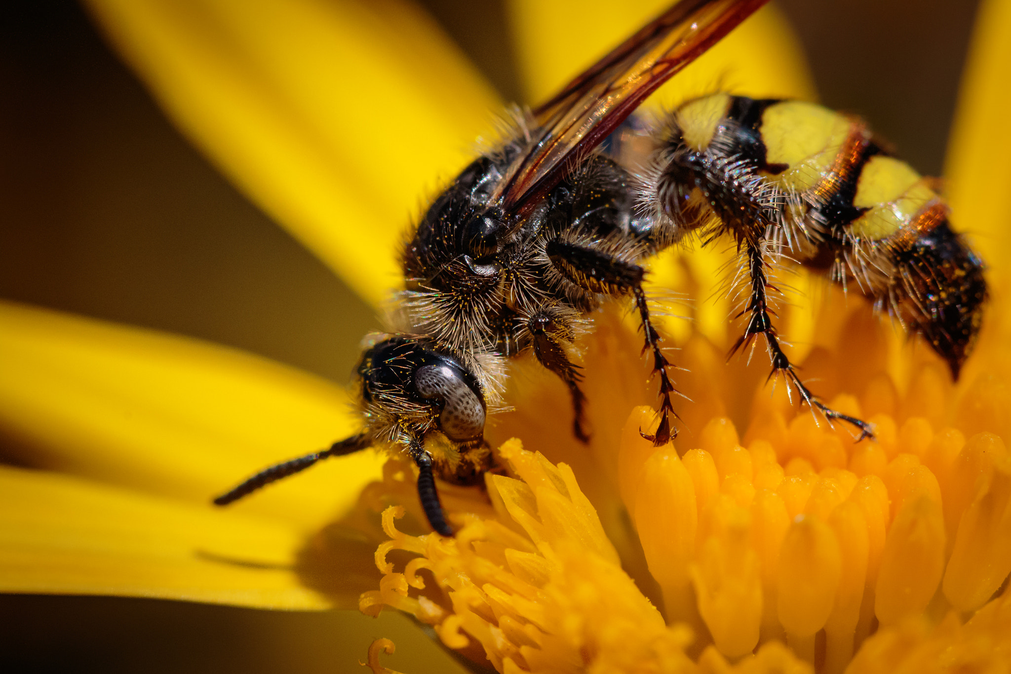 Canon EF 100mm F2.8 Macro USM sample photo. Scoliid wasp photography