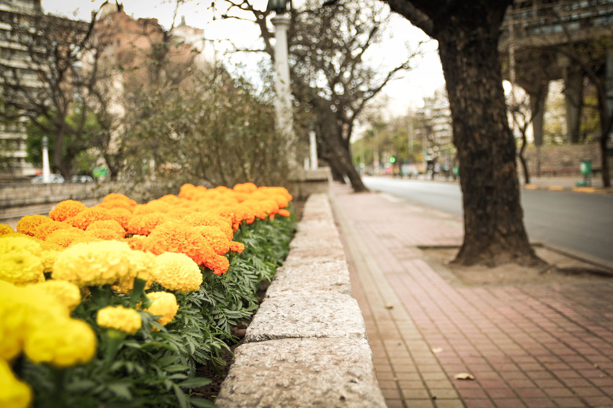 Canon EOS 750D (EOS Rebel T6i / EOS Kiss X8i) sample photo. Img photography