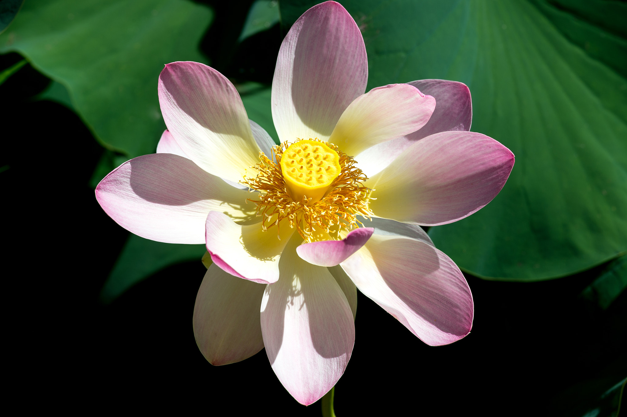 Nikon Df sample photo. Pink lotus photography