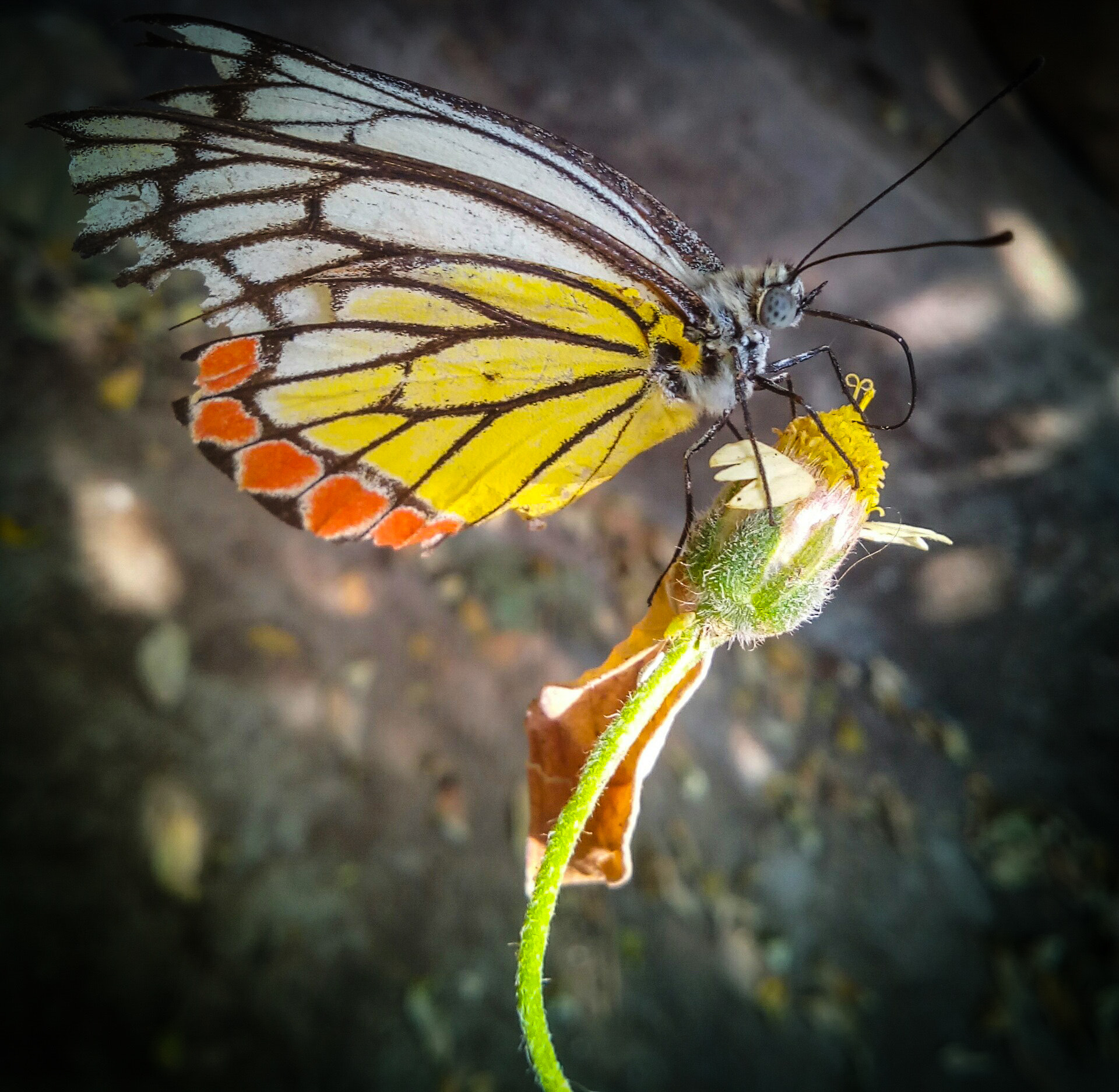 Micromax Canvas A1 sample photo. My first butterfly click photography