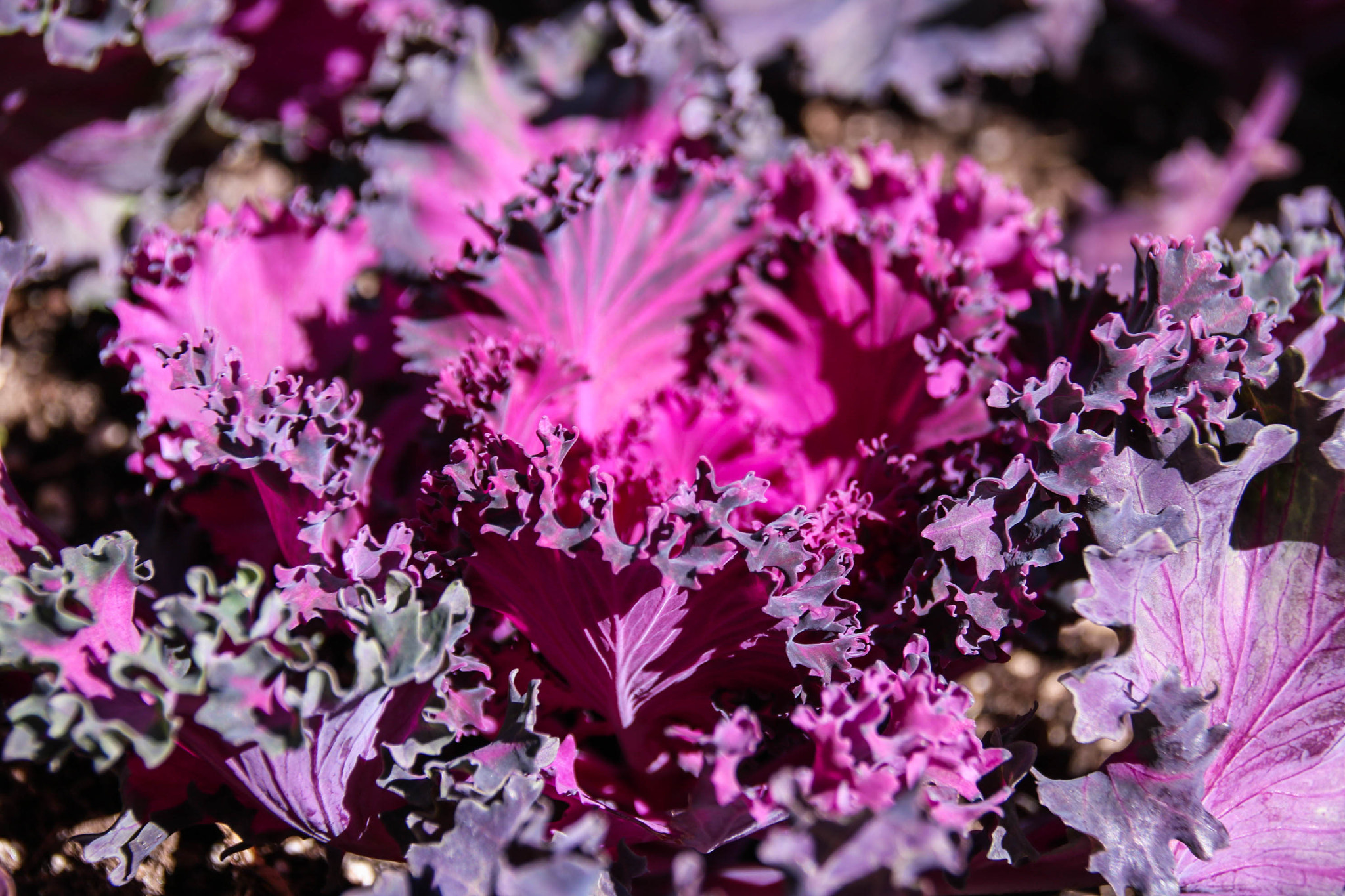 Sigma 18-250mm F3.5-6.3 DC OS HSM sample photo. Pink 2 photography