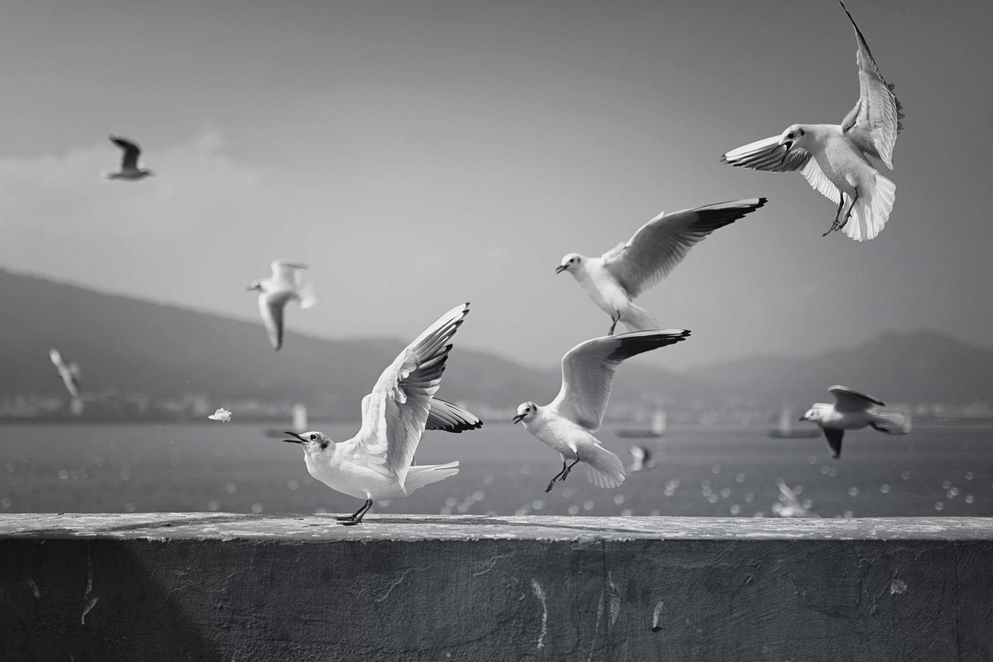 Canon EOS 5DS + Sigma 35mm F1.4 DG HSM Art sample photo. Seagulls in kunming photography