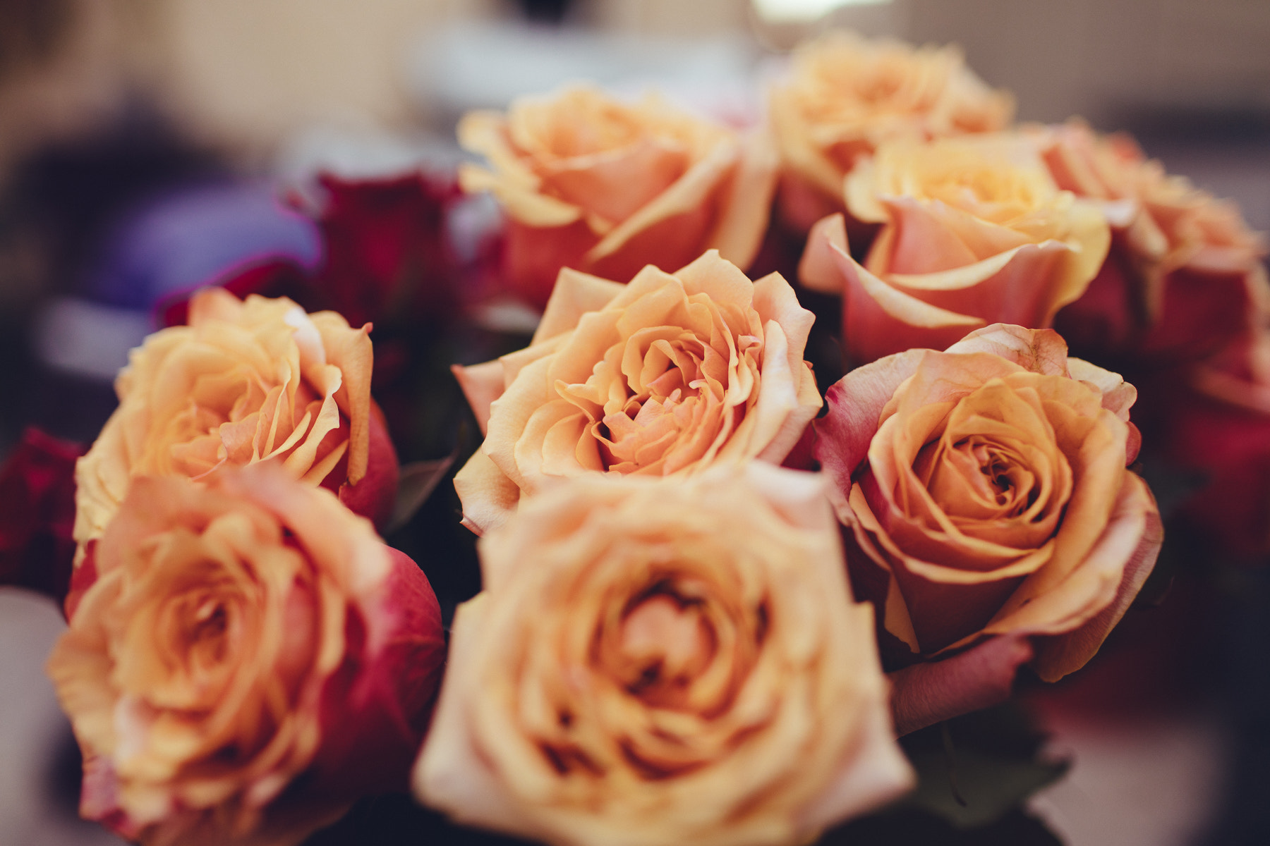 Canon EF 35mm F1.4L USM sample photo. Roses photography