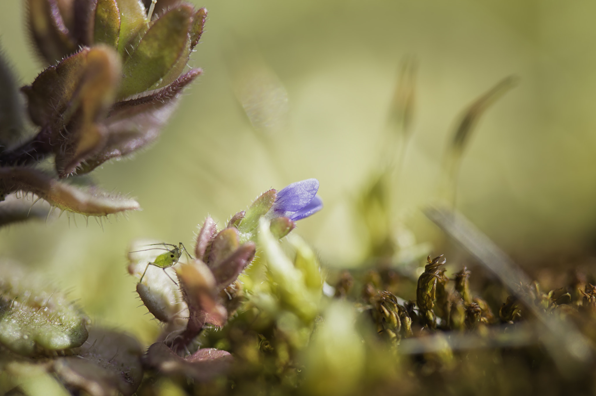 Nikon D3200 + Tamron SP AF 60mm F2 Di II LD IF Macro sample photo. Beauty in the moss photography