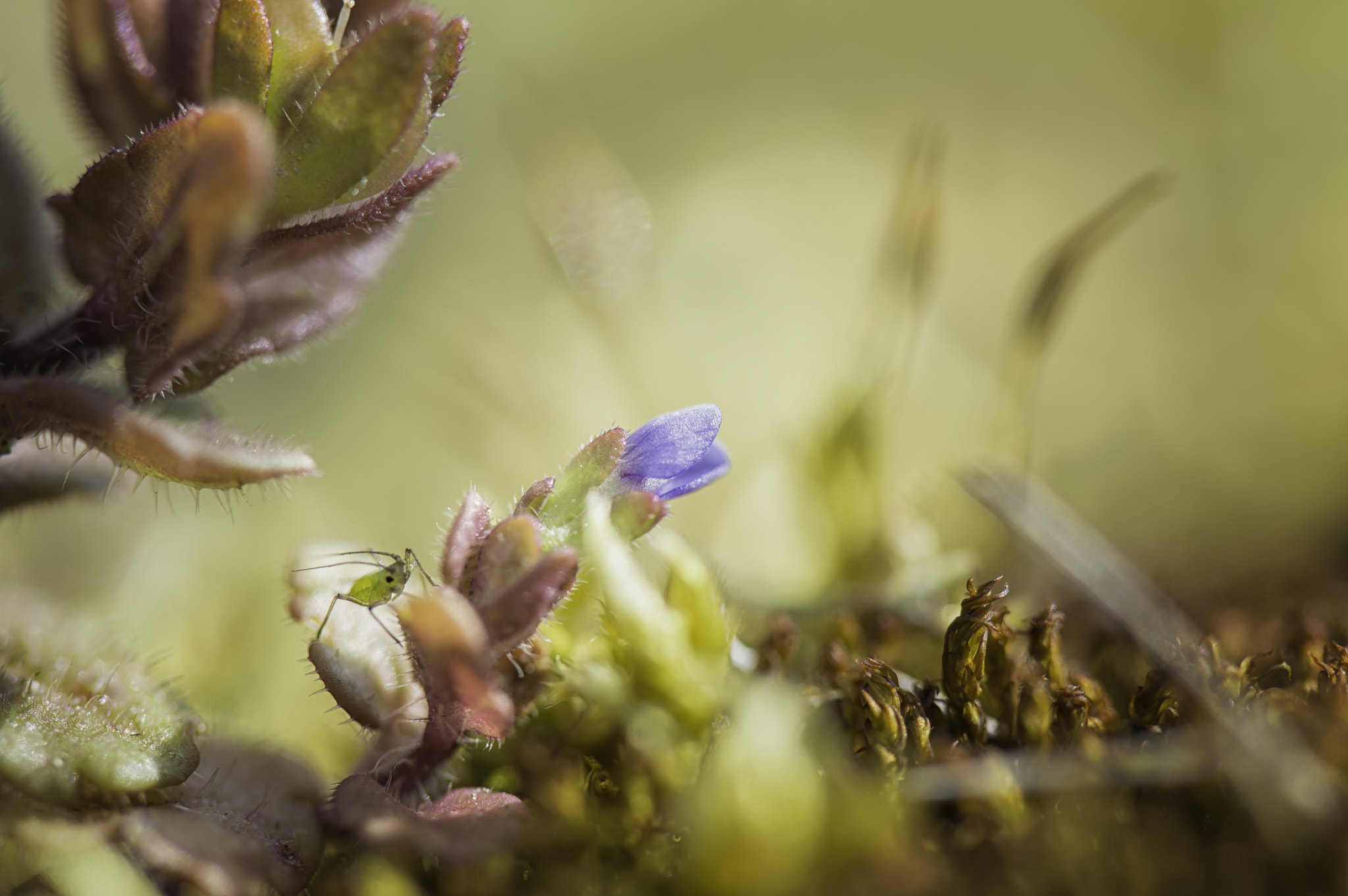 Nikon D3200 sample photo. Beauty in the moss photography