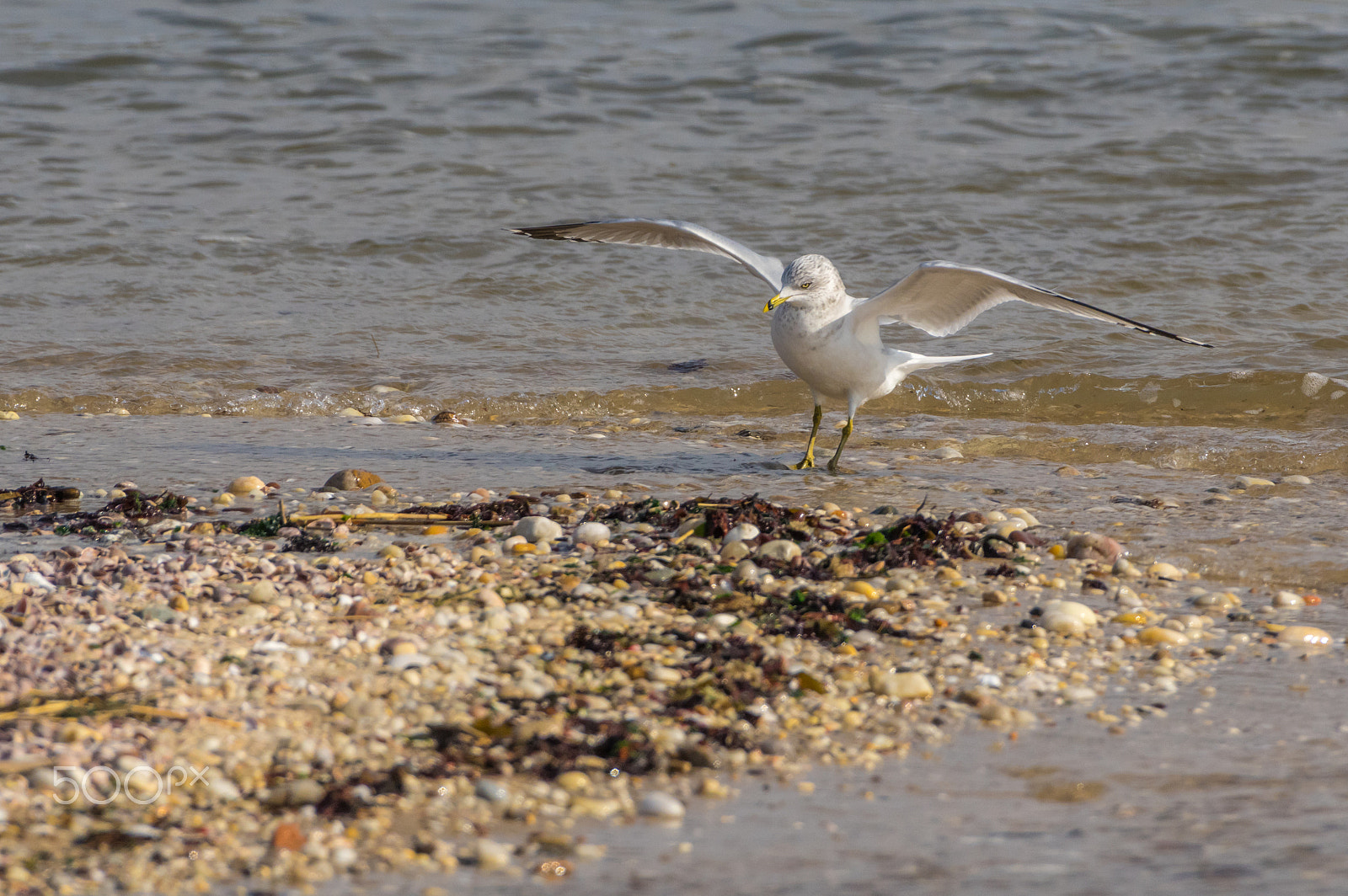 Pentax K-3 sample photo. Seagull photography