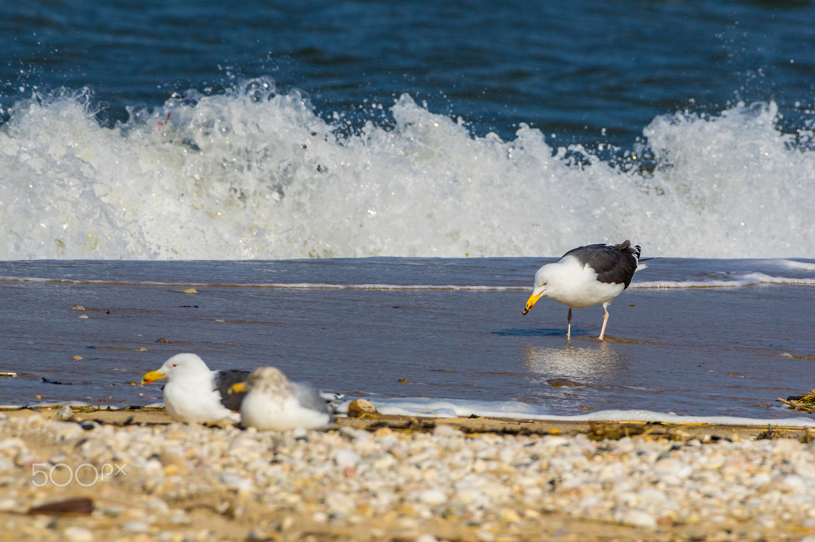 Pentax K-3 sample photo. Winter beach birding photography