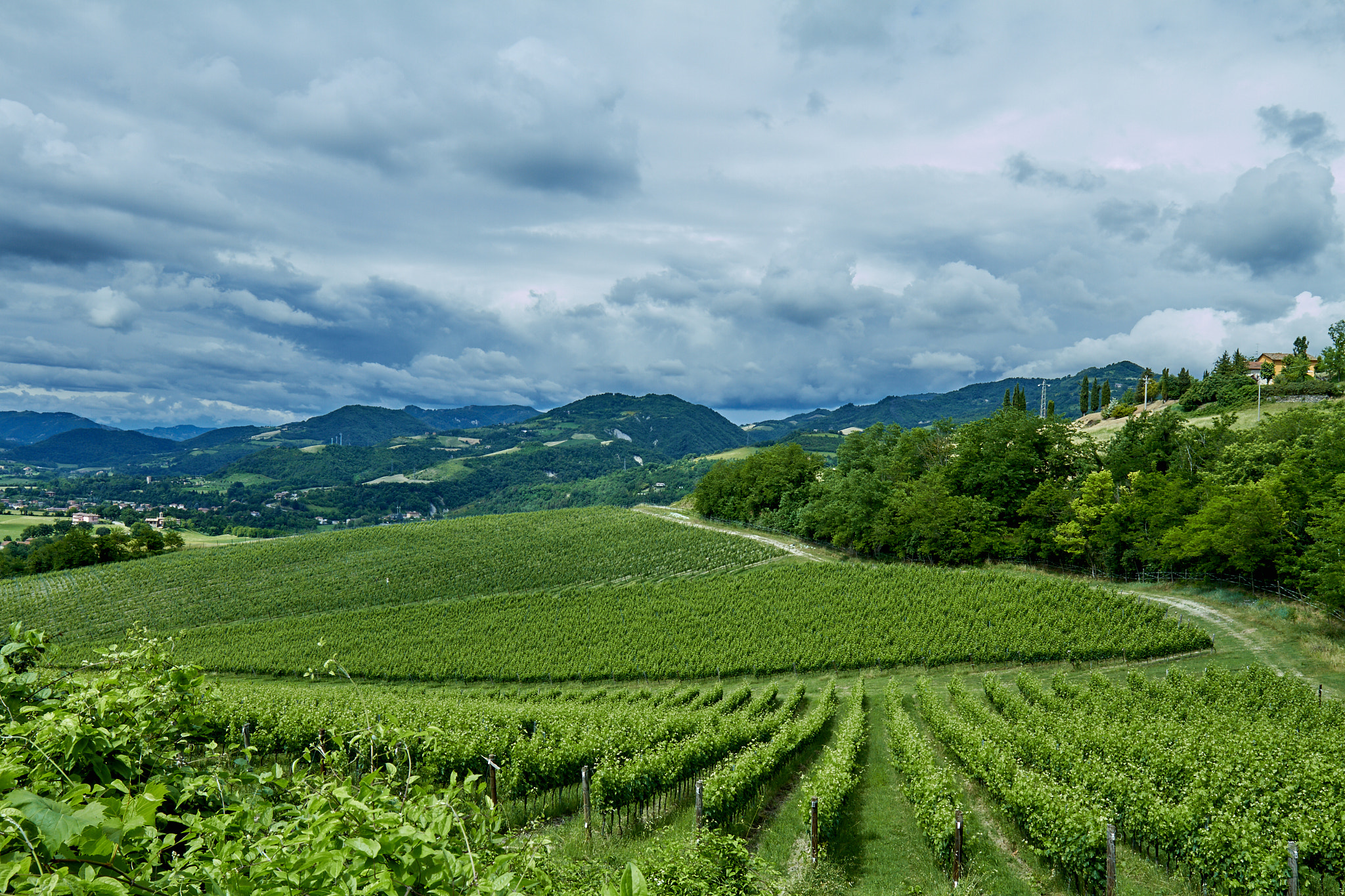 Canon EF 16-35mm F4L IS USM sample photo. Vineyard photography