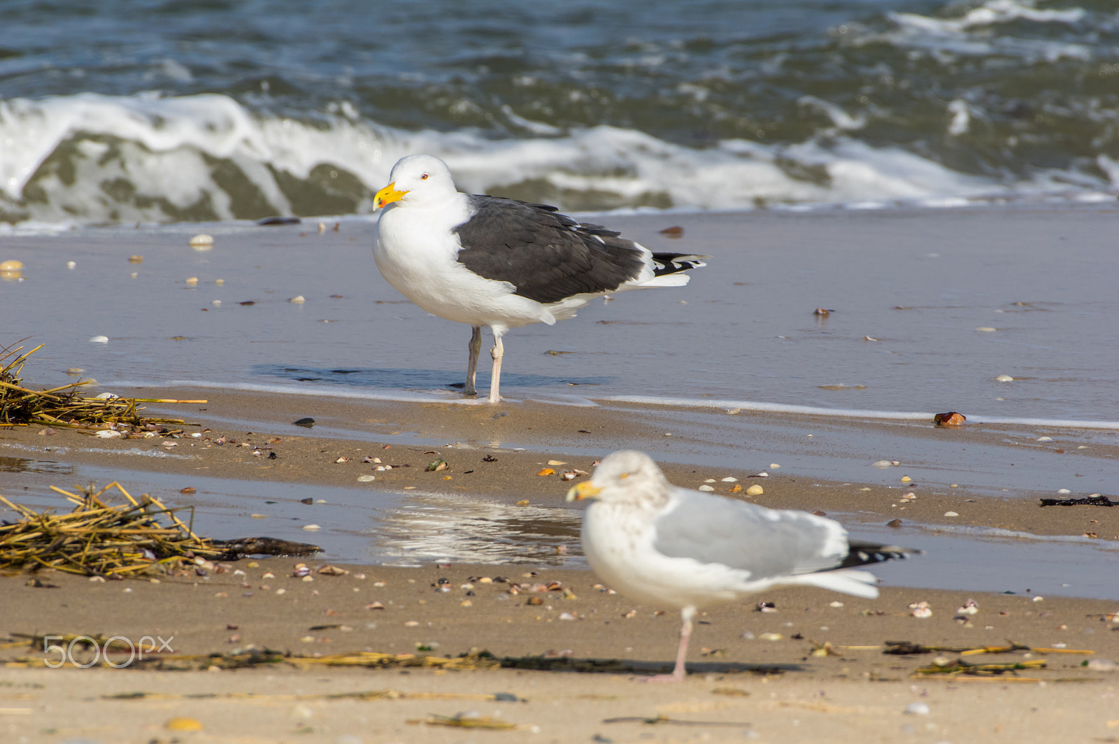 Pentax K-3 sample photo. Winter beach birding photography
