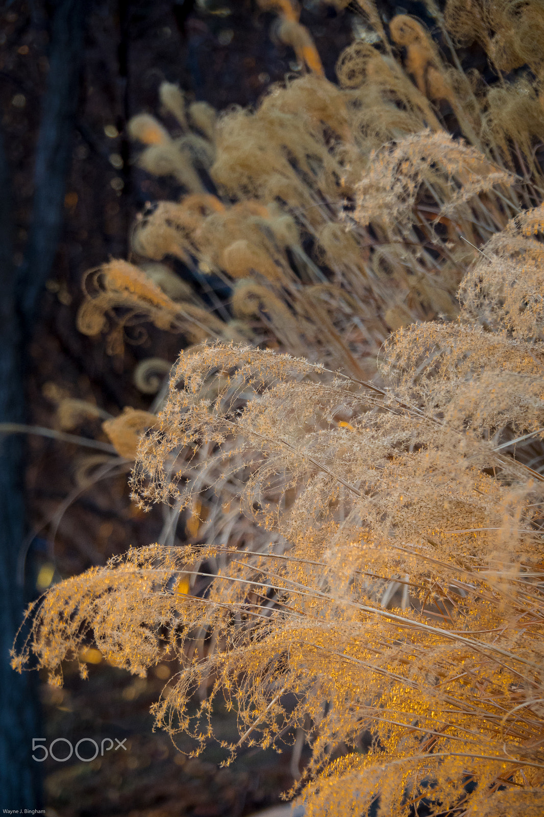 OLYMPUS M.14-150mm F4.0-5.6 II sample photo. Twilight grasses photography