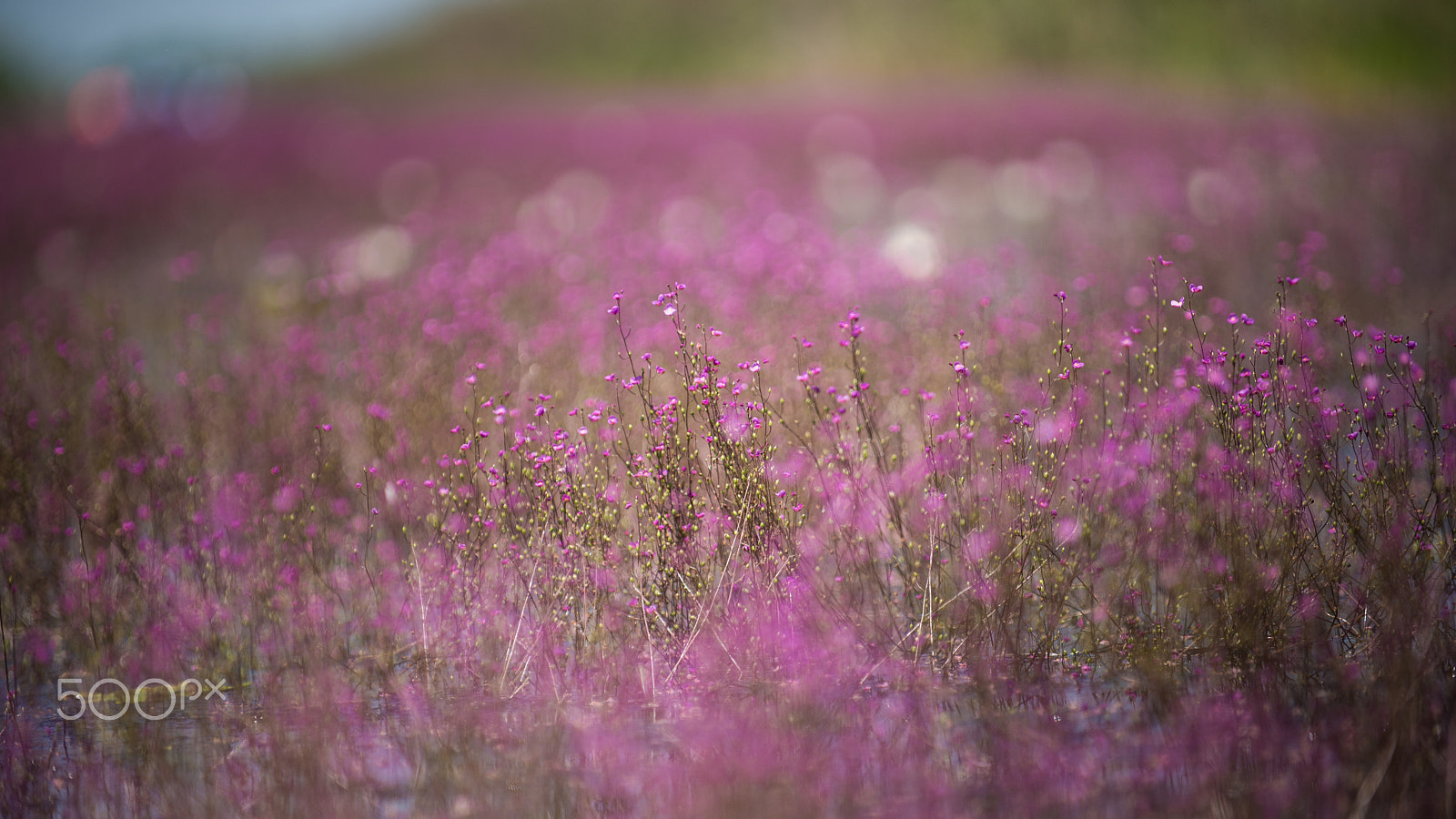 Nikon D610 sample photo. Purple flower with 2 petals photography