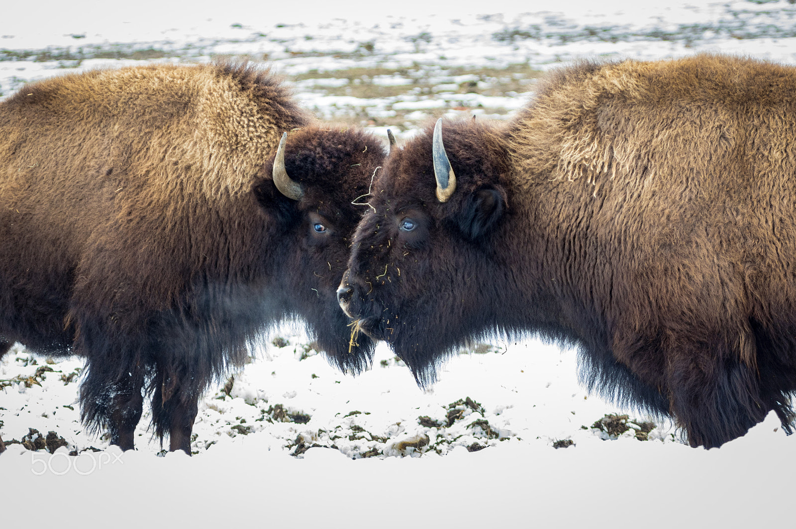 Pentax K-3 sample photo. Long island bison photography