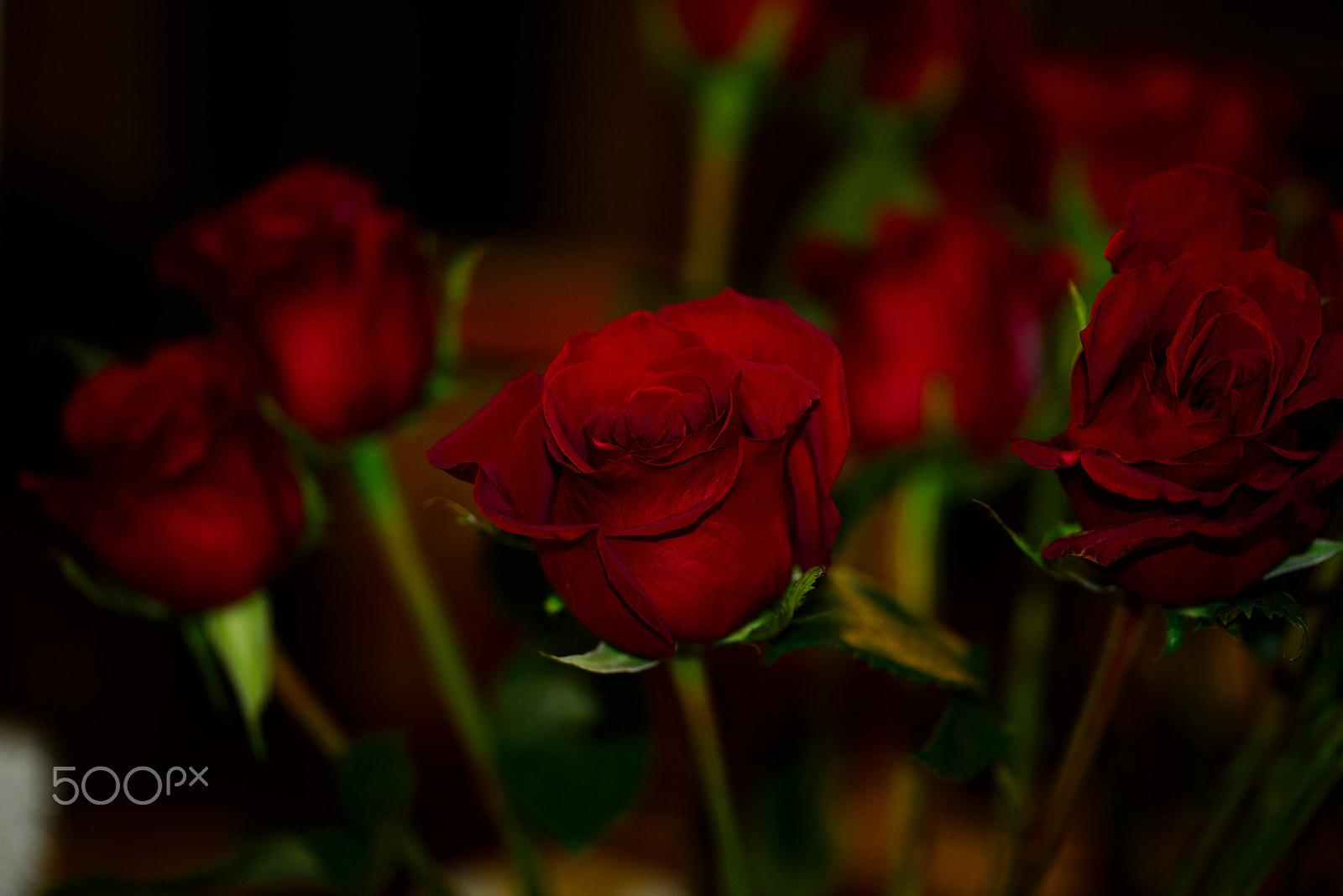 Sigma 105mm F2.8 EX DG OS HSM sample photo. Valentine's day roses for me! photography