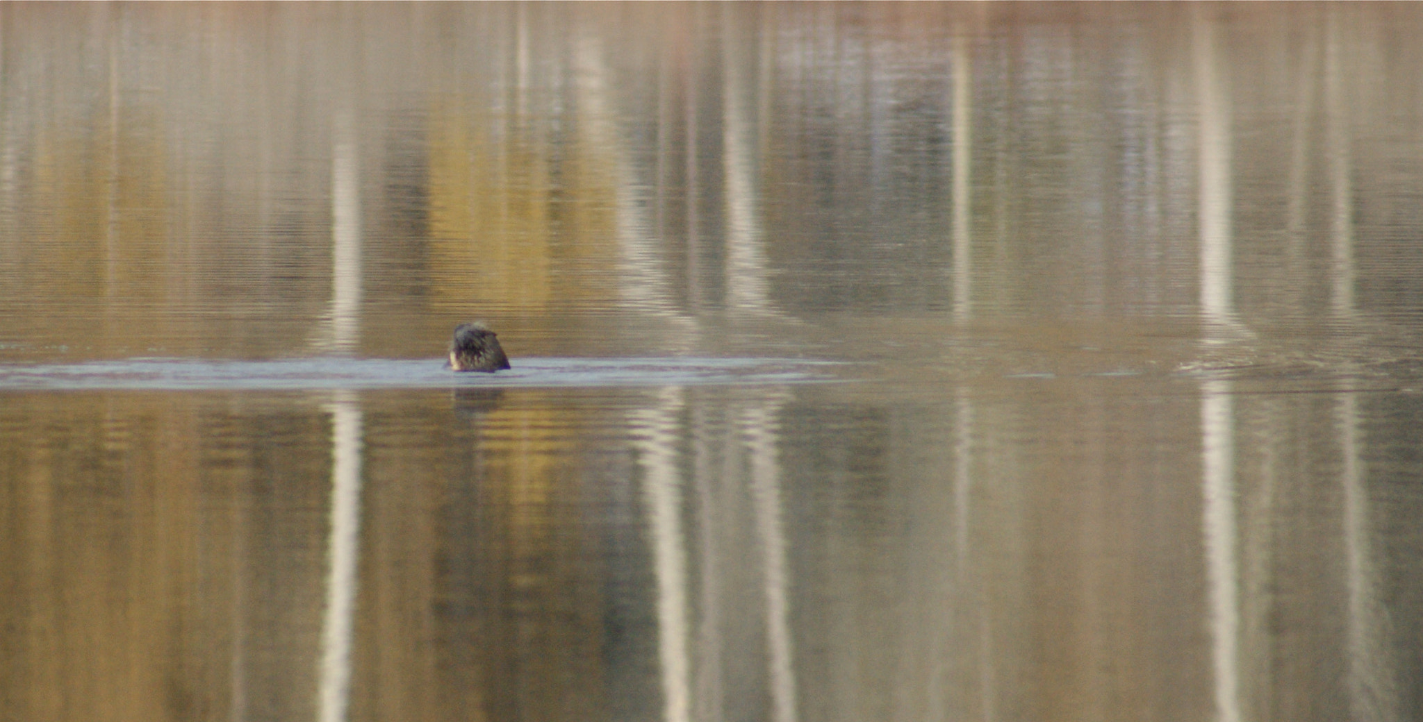 Sony Alpha DSLR-A380 sample photo. River otter looks for fish photography